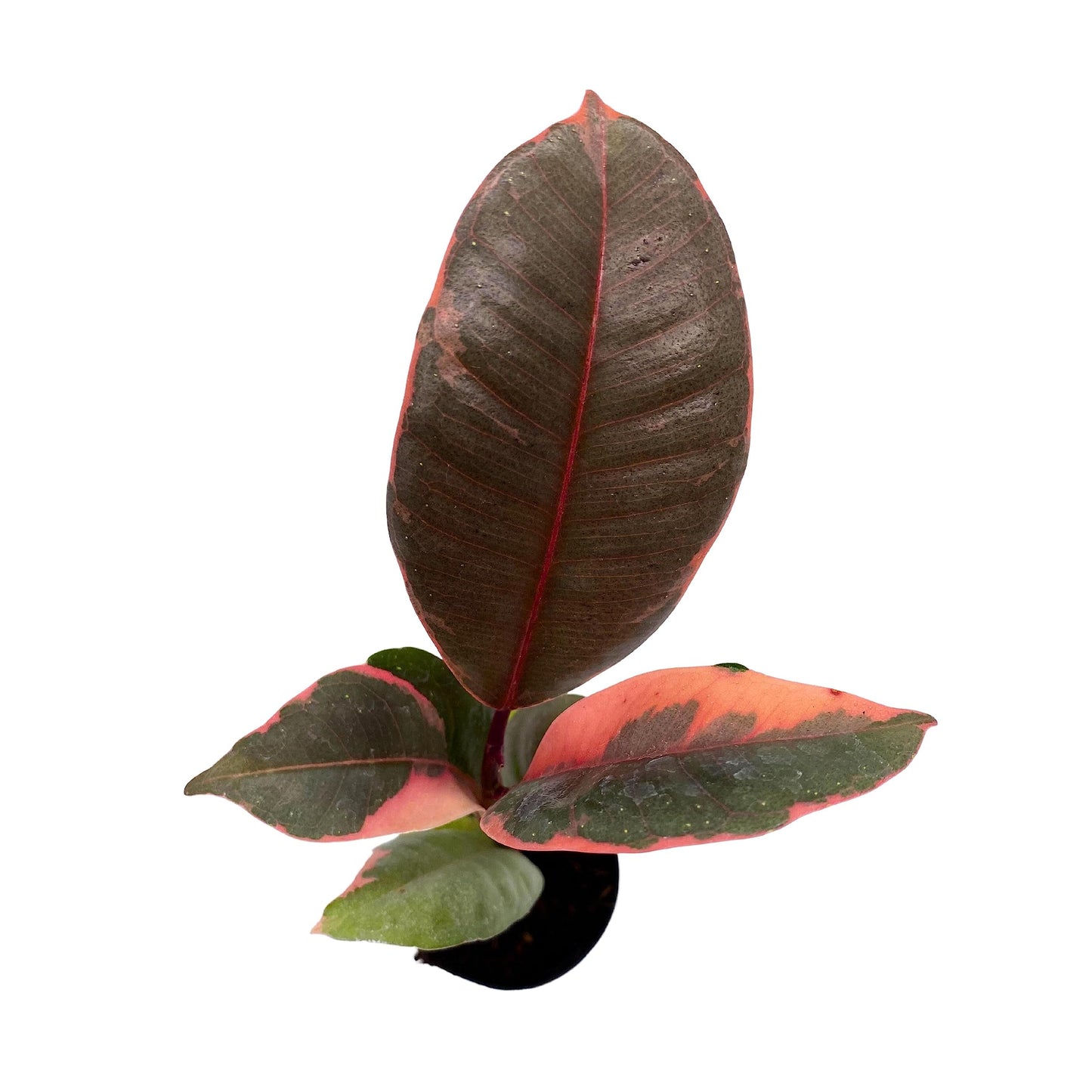 Ficus Ruby, Ruby Rubber Tree, Ficus Elastica Ruby in 2 inch Pot