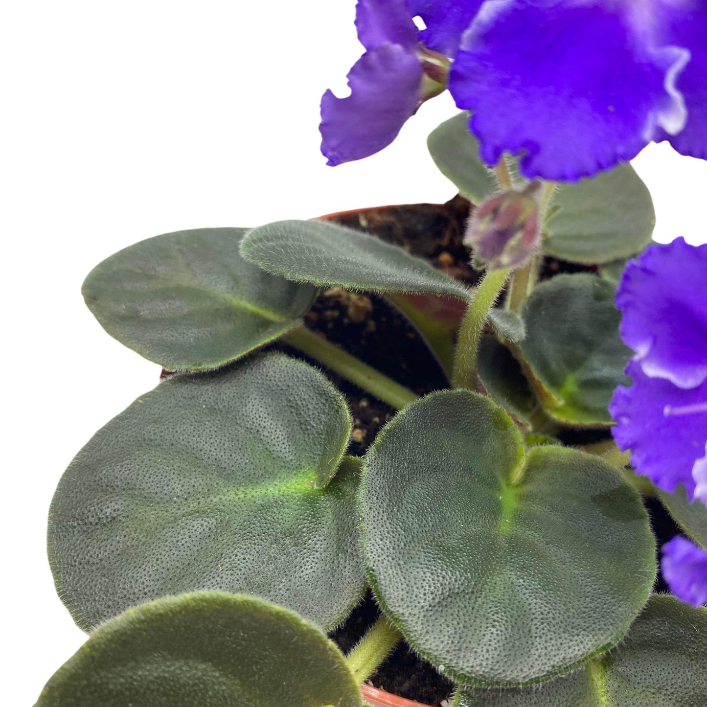 Harmony Foliage Snow Edelweiss African Violet Saintpaulia 4 inch