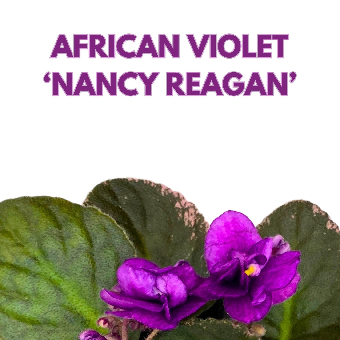 Harmony Foliage Nancy Reagan Variegated African Violet Saintpaulia 4 inch