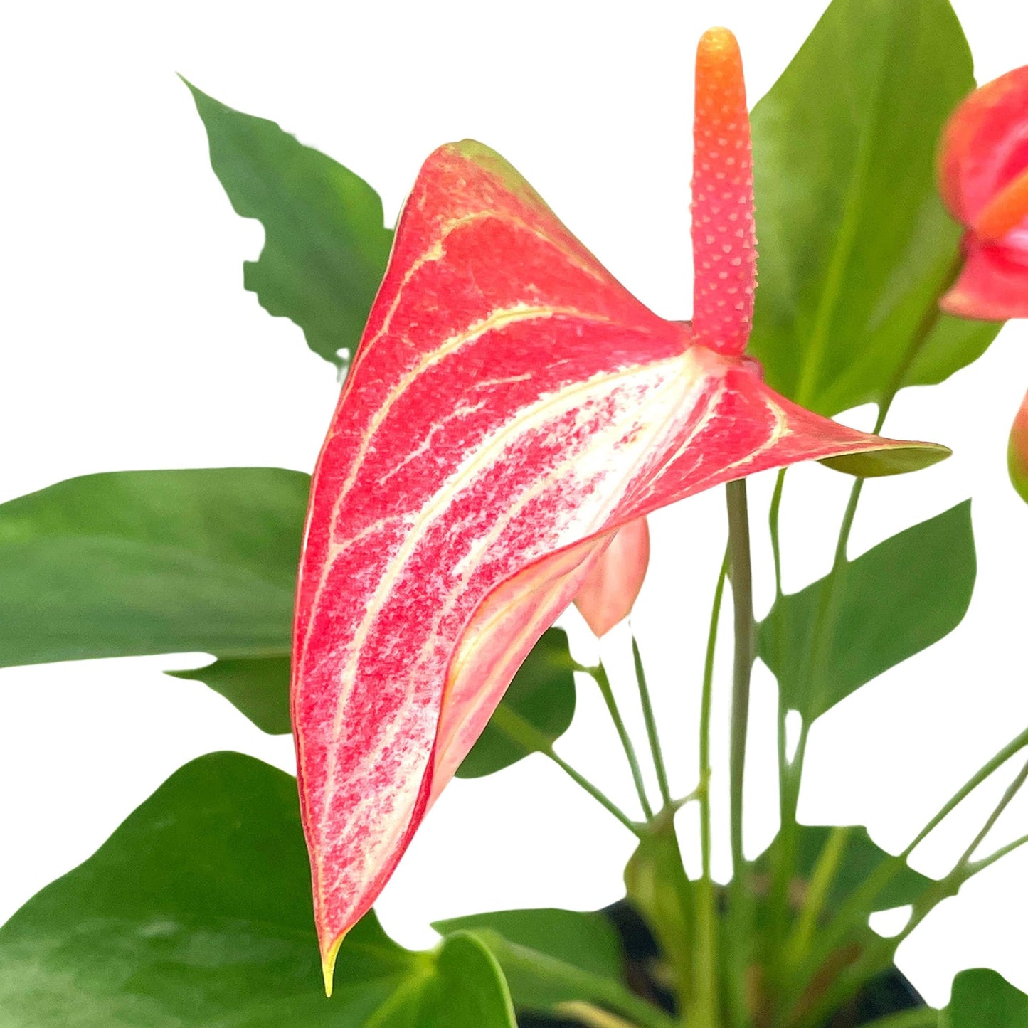 Anthurium Peppermint, 4 inch, Pink and White Sriped Variegated Flowers