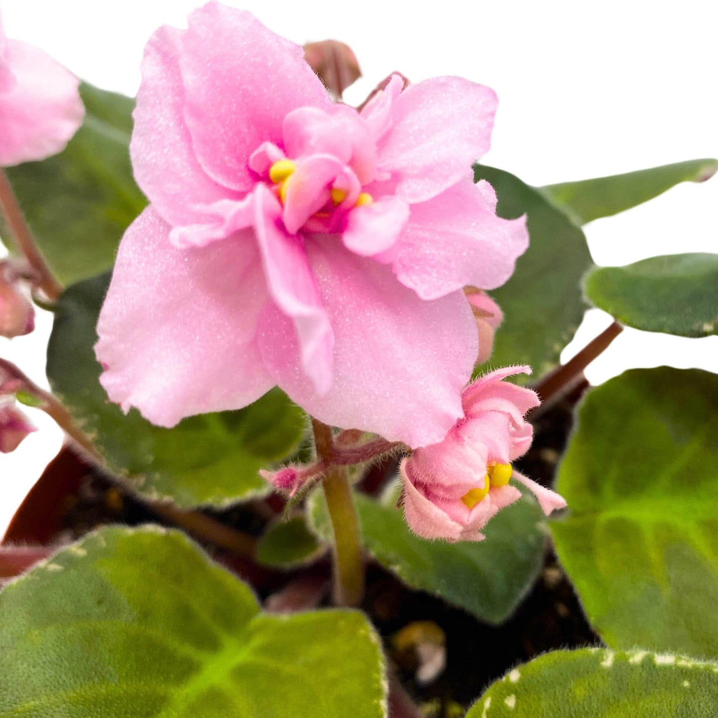 Harmony Foliage Mindi Brooke African Violet Saintpaulia 4 inch