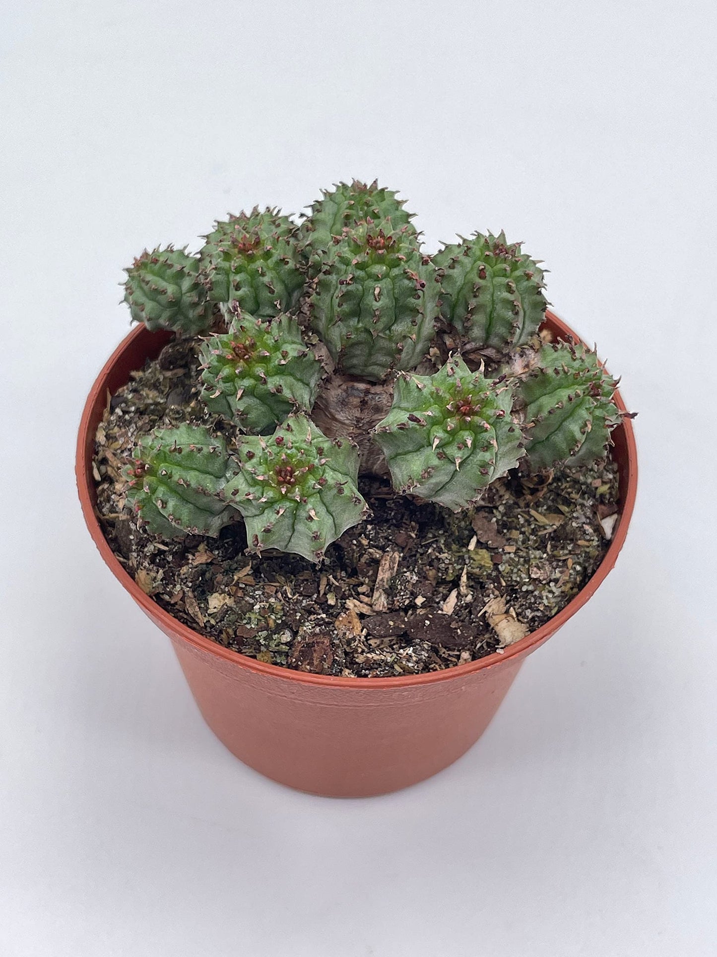 Euphorbia Horrida, 3 inch, African Milk Barrel