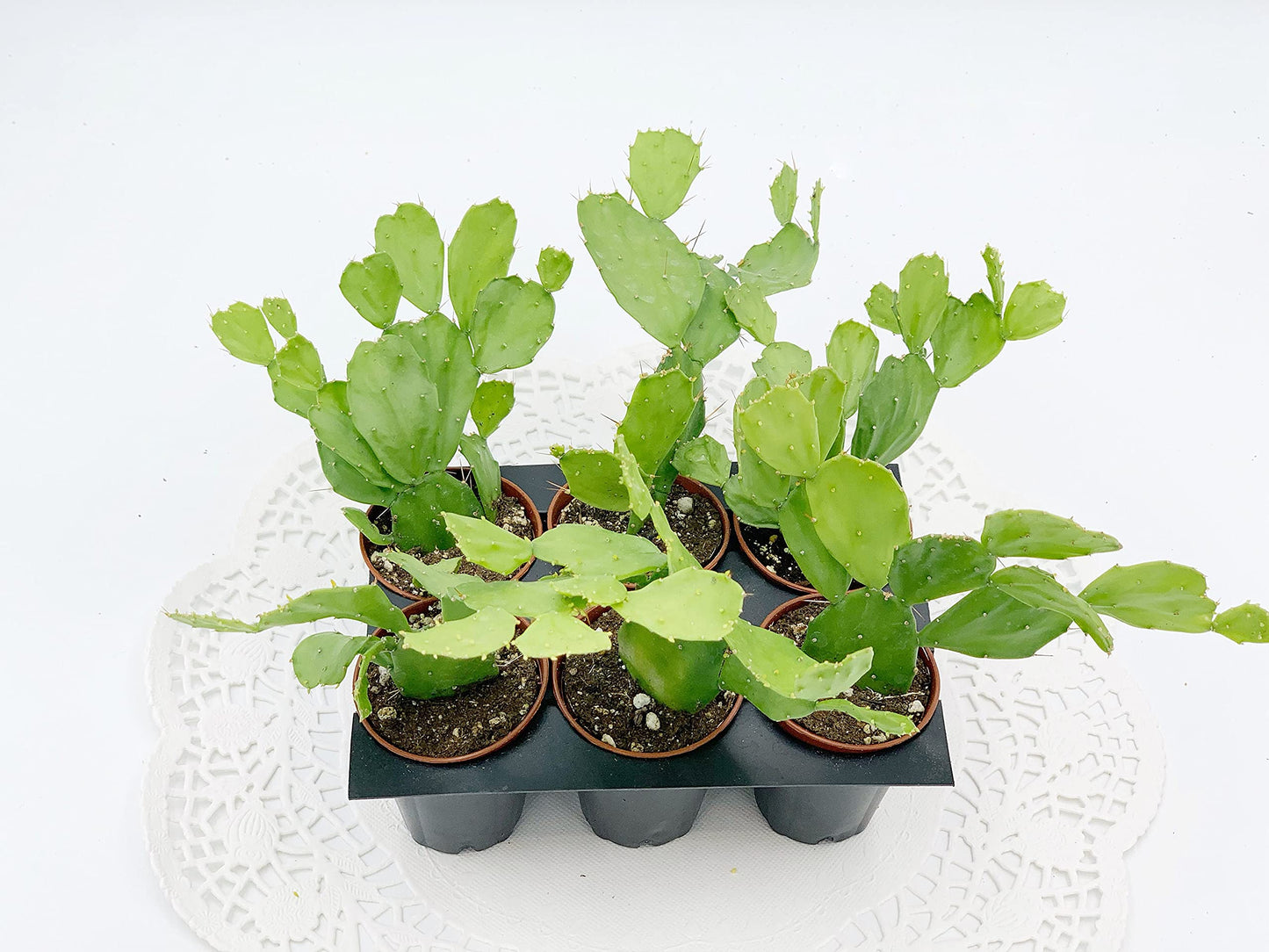 Brazilian Prickly Pear Cactus/Brasiliopuntia brasiliensis Willd Cactus/Plant in 2" Pot/Mini Cactus in Pot/Beginner Cactus