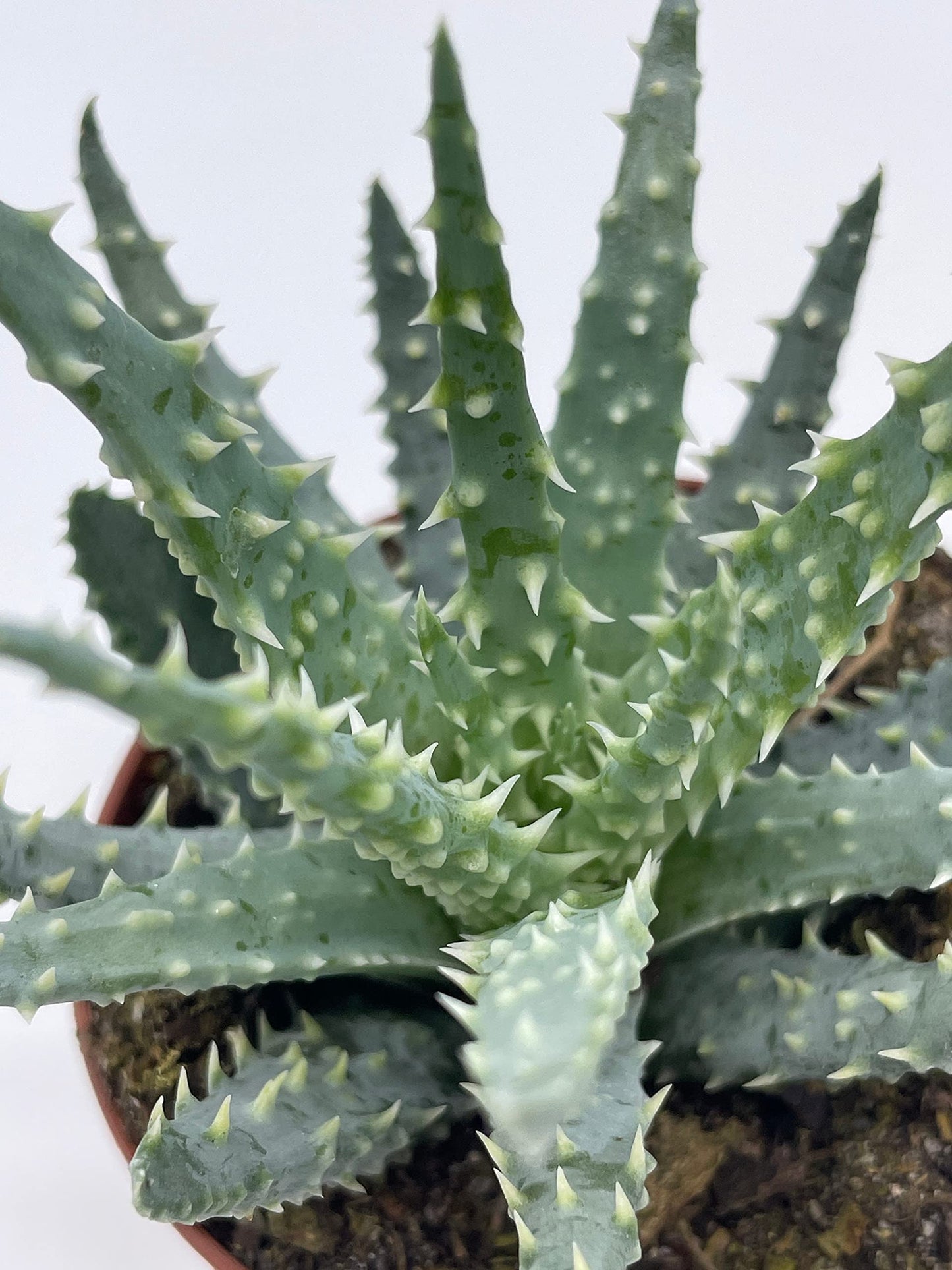 Aloe humilis, 3 inch, Spider Aloe, Dwarf Hedgehog Lace Aloe, Rare Exotic Haworthia