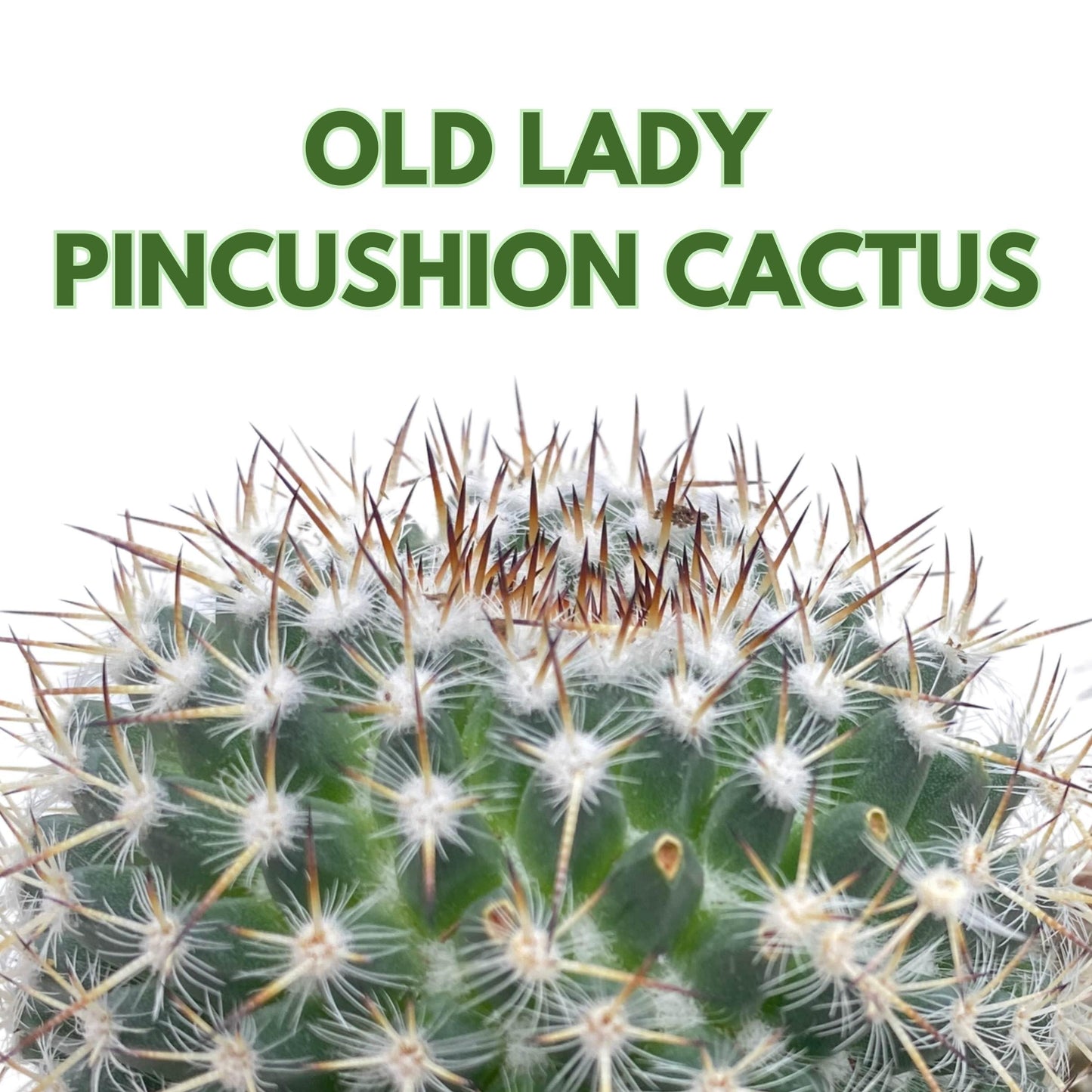 BubbleBlooms Old Lady Pincushion Cactus 4 inch