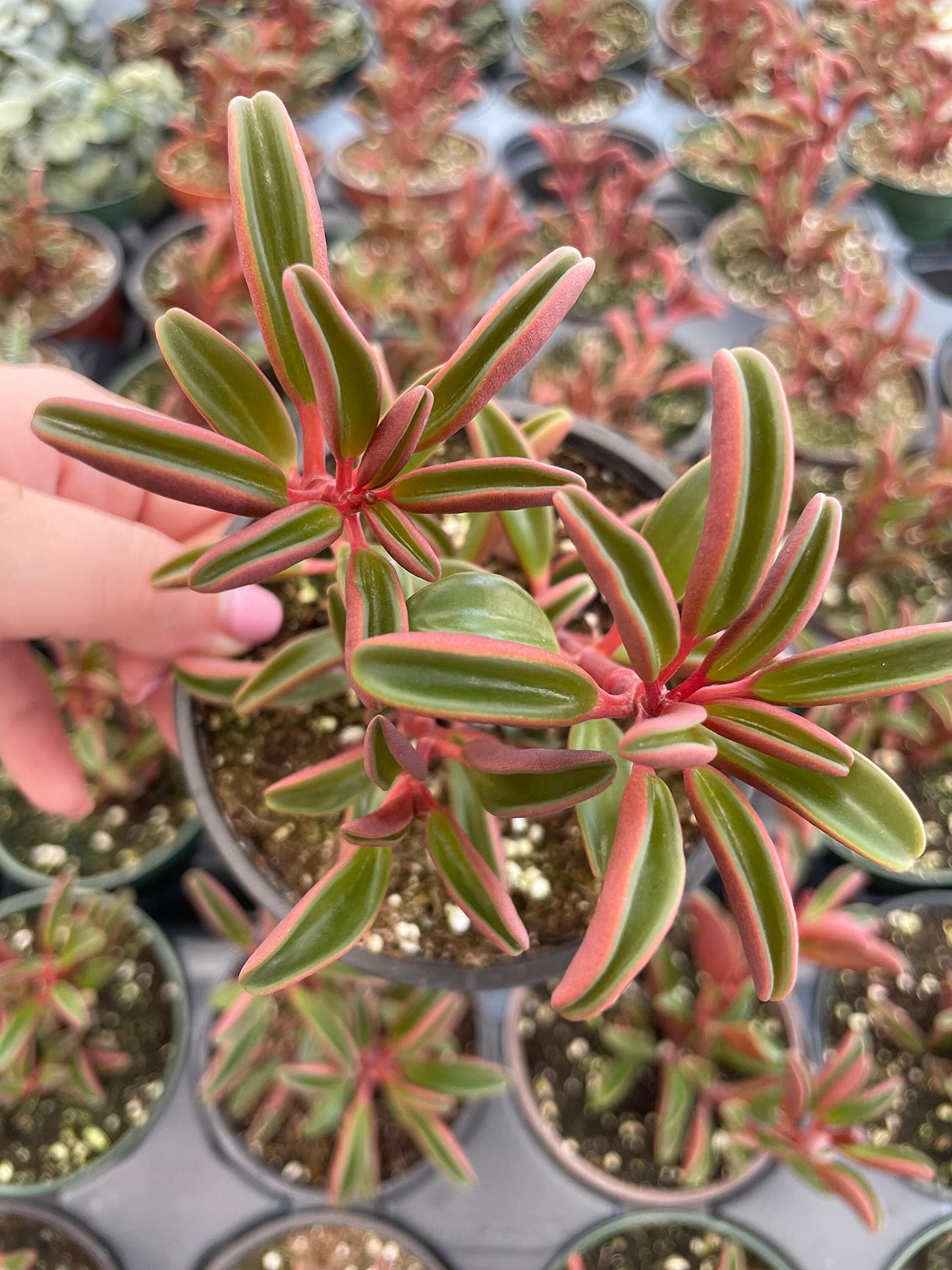 Red Taco Plant, 4 inch Peperomia graveolens Ruby Glow