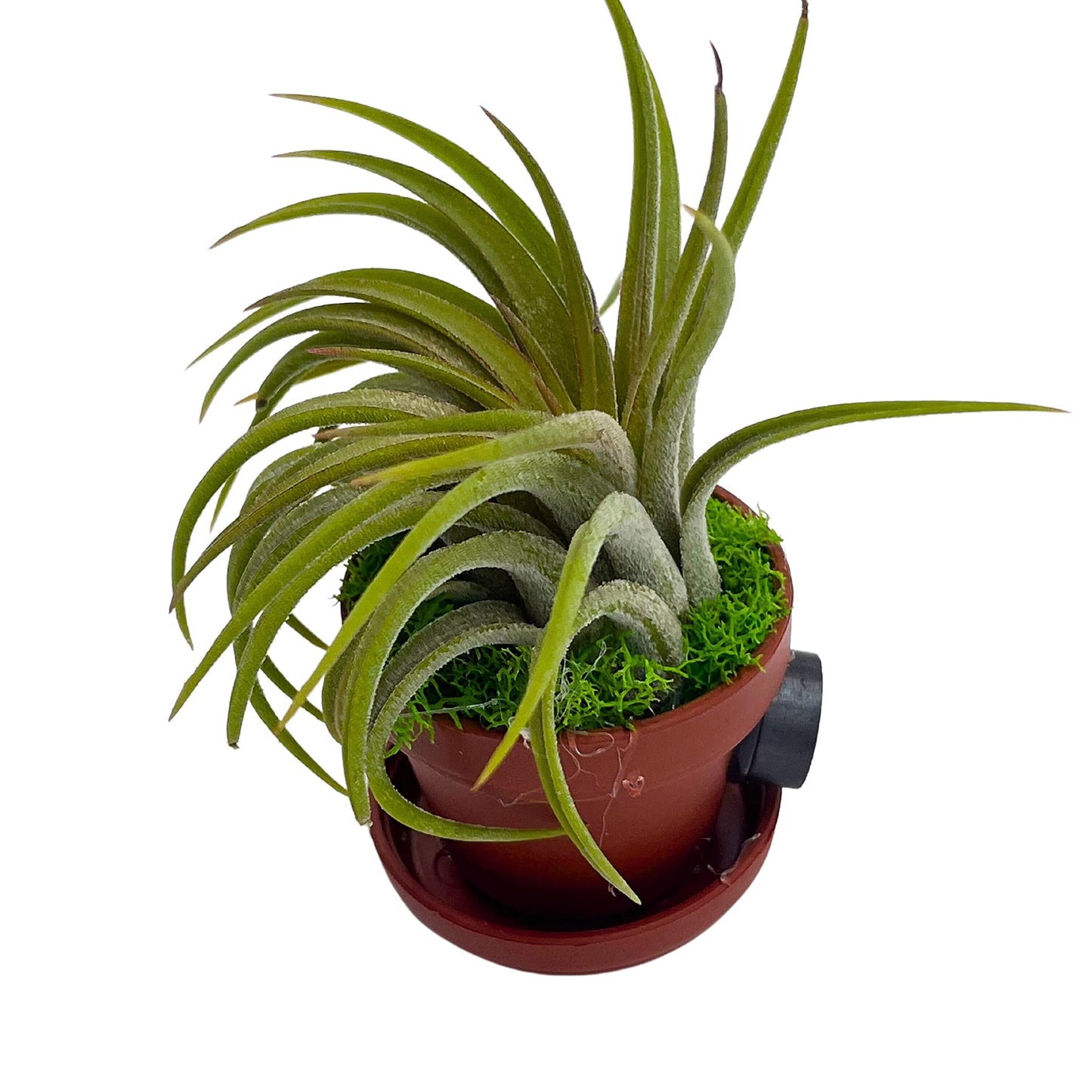 Magnet Tillandsia Airplant Rooted in a 1 inch Teacup Pot with Mini Saucer, Magnet, and Green Moss