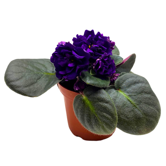 Harmony Foliage Black Pearl Strike African Violet Saintpaulia 4 inch