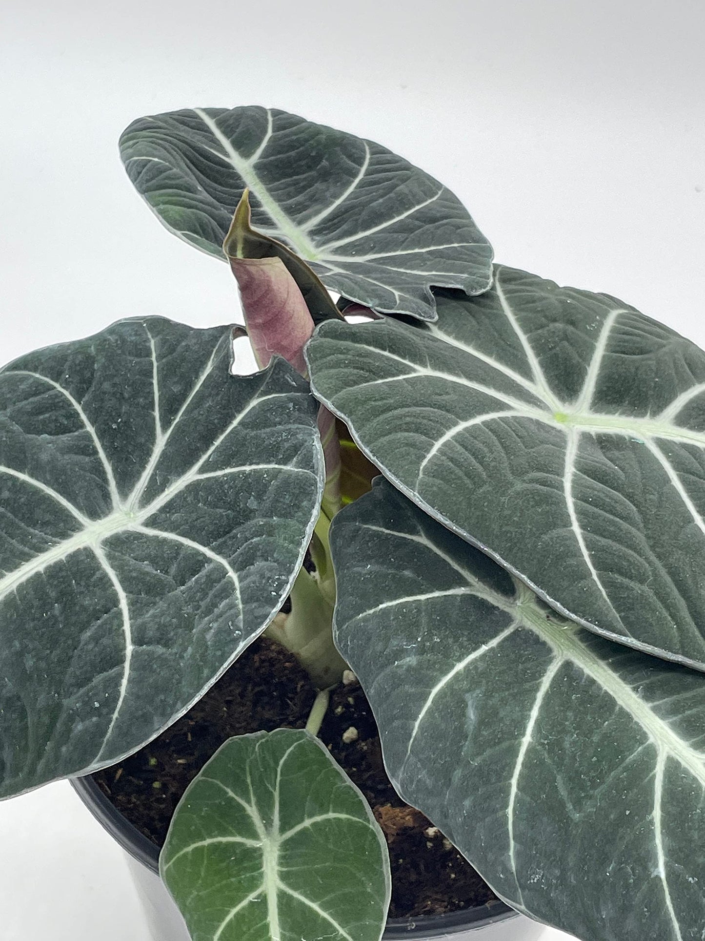 Alocasia Black Velvet in 6 inch Pot