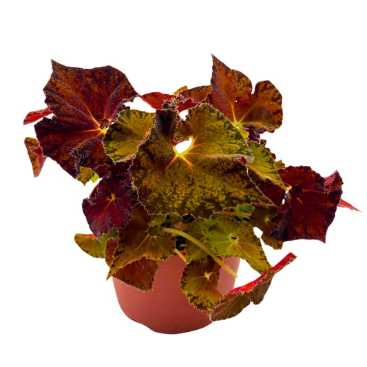 Harmony Foliage Begonia Peter Piper 6 inch Rhizomatous