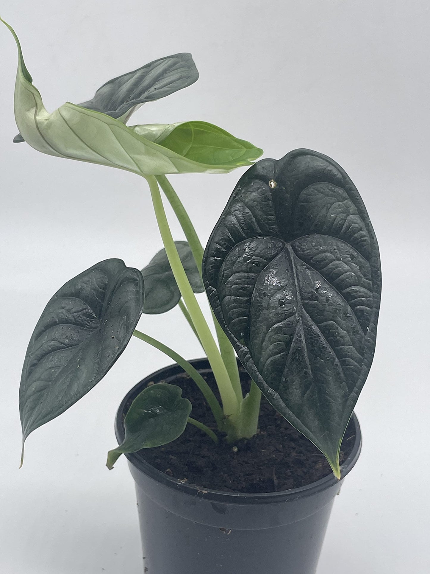 philodendron black dragon BubbleBlooms Alocasia Dragon Scale, Alocasia Baginda, Black Dragon Sca – Florida House Plants