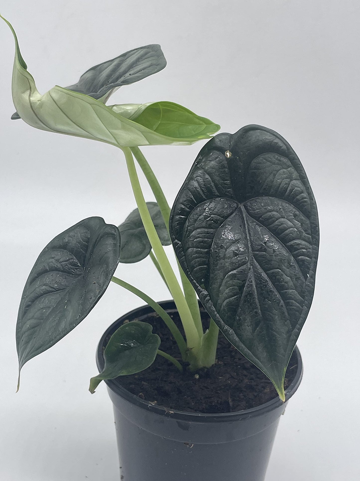 Alocasia Dragon Scale, Alocasia Baginda, Black Dragon Scale, Rarest Alocasia, in a 4 inch Pot