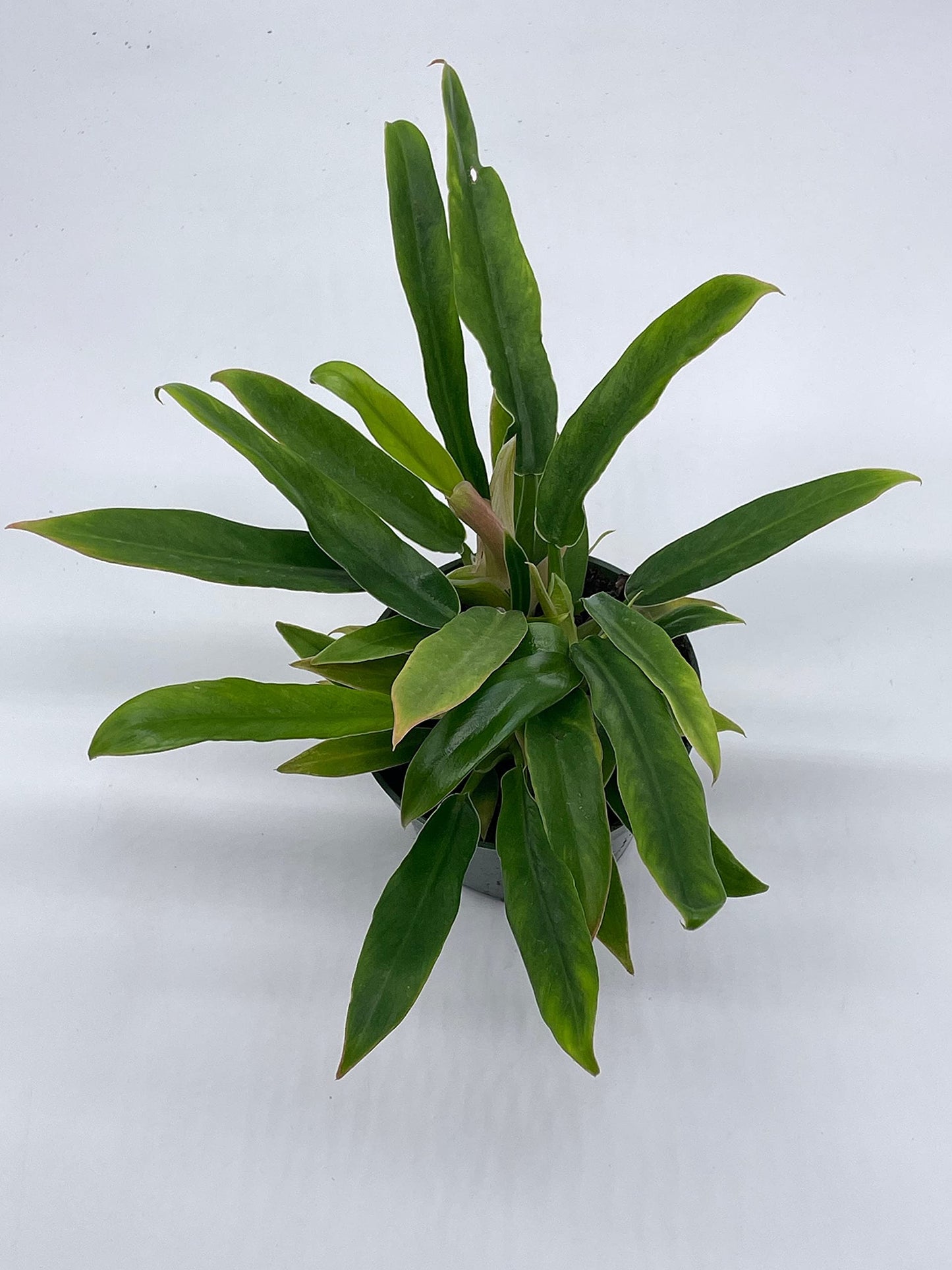 Philodendron Narrow, 4 inch