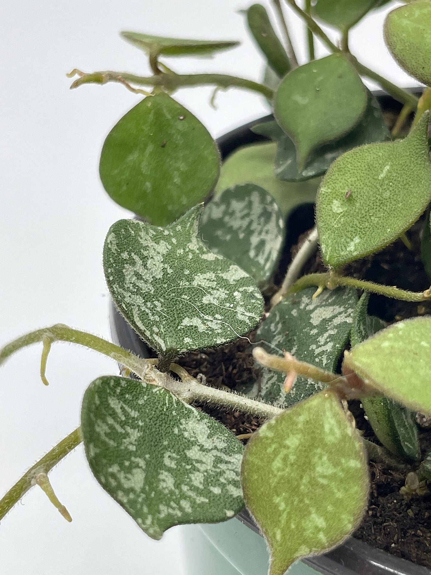 Hoya Curtisii, Very Rare Limited Live Plant, in 4 inch Pot