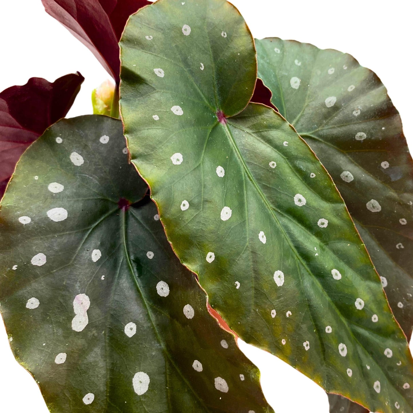 Harmony Foliage Harmony's Dark Side of The Moon Angel Wing Cane Begonia 4 inch