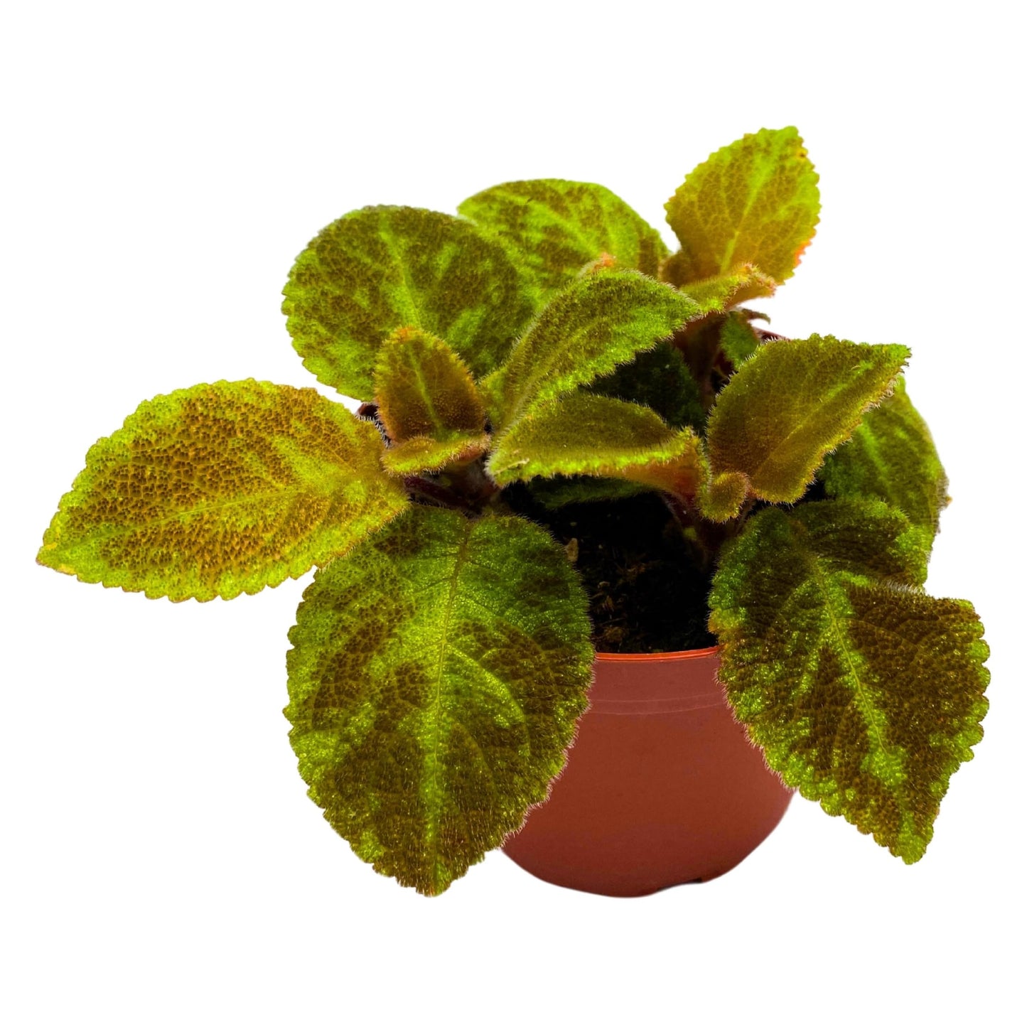 Harmony Foliage Episcia Green Emerald Velvet Flame Violet 4 inch