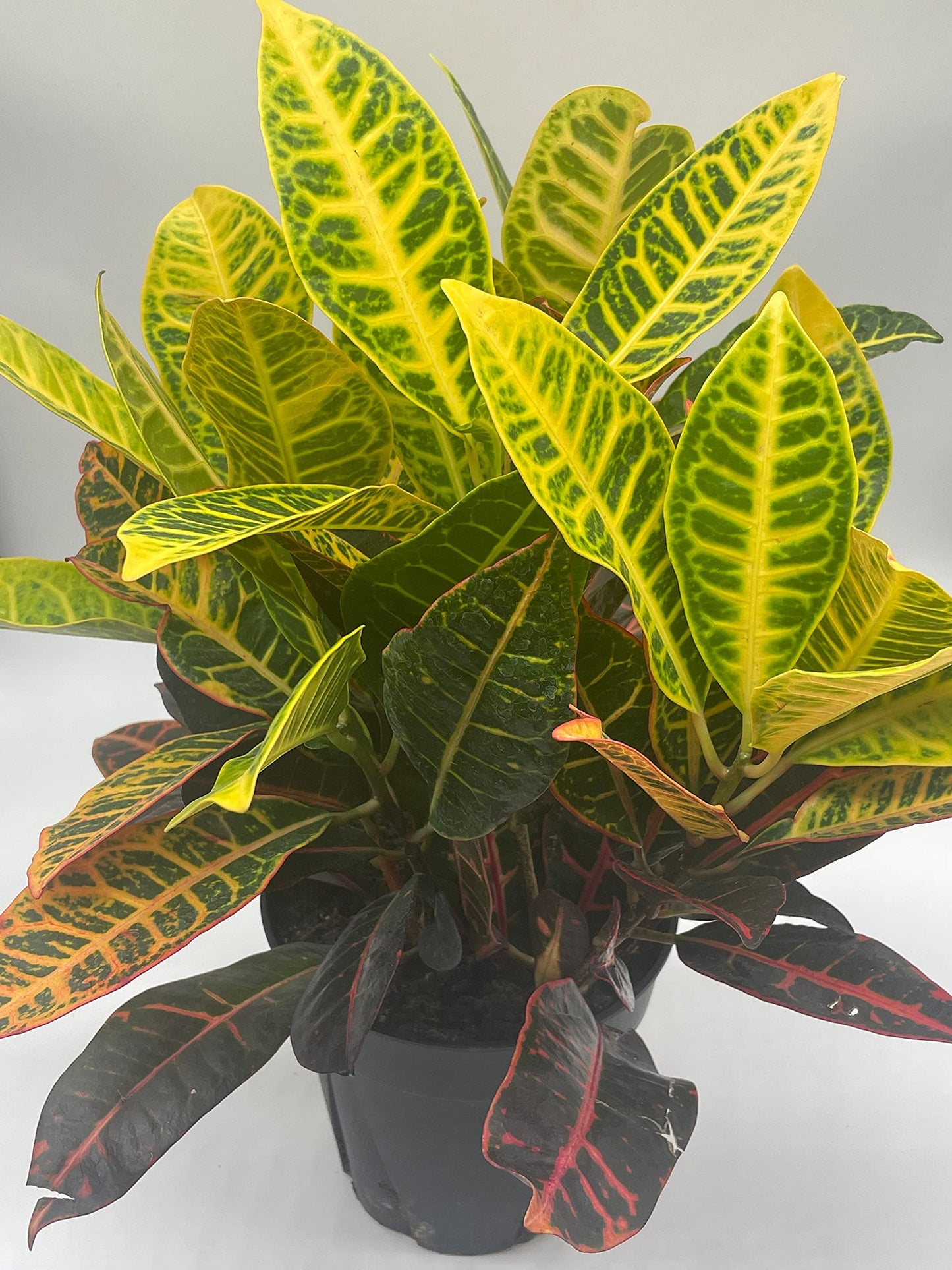 Codiaeum variegatum, 6 inch, Variegated Croton, Garden Croton, Vibrant House Plant