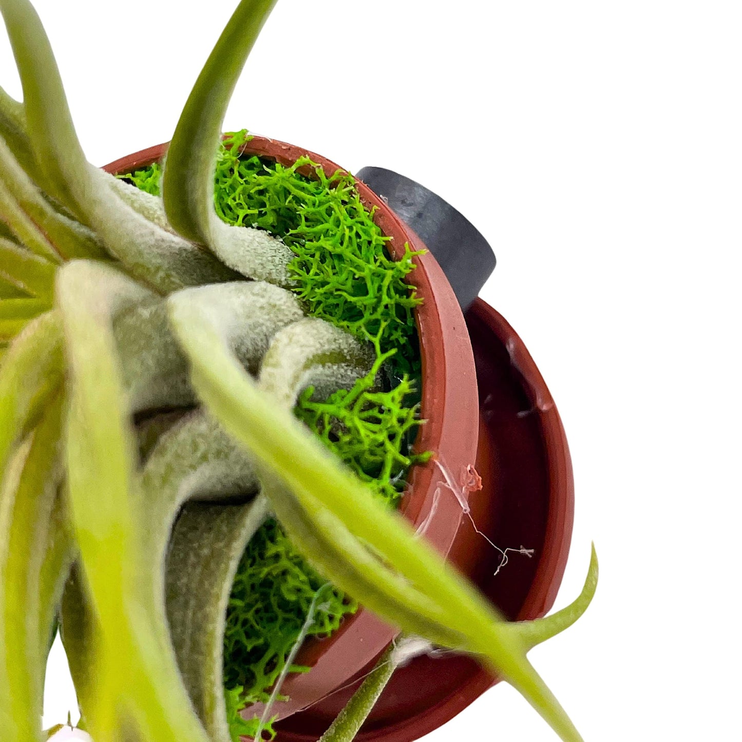 Magnet Tillandsia Airplant Rooted in a 1 inch Teacup Pot with Mini Saucer, Magnet, and Green Moss