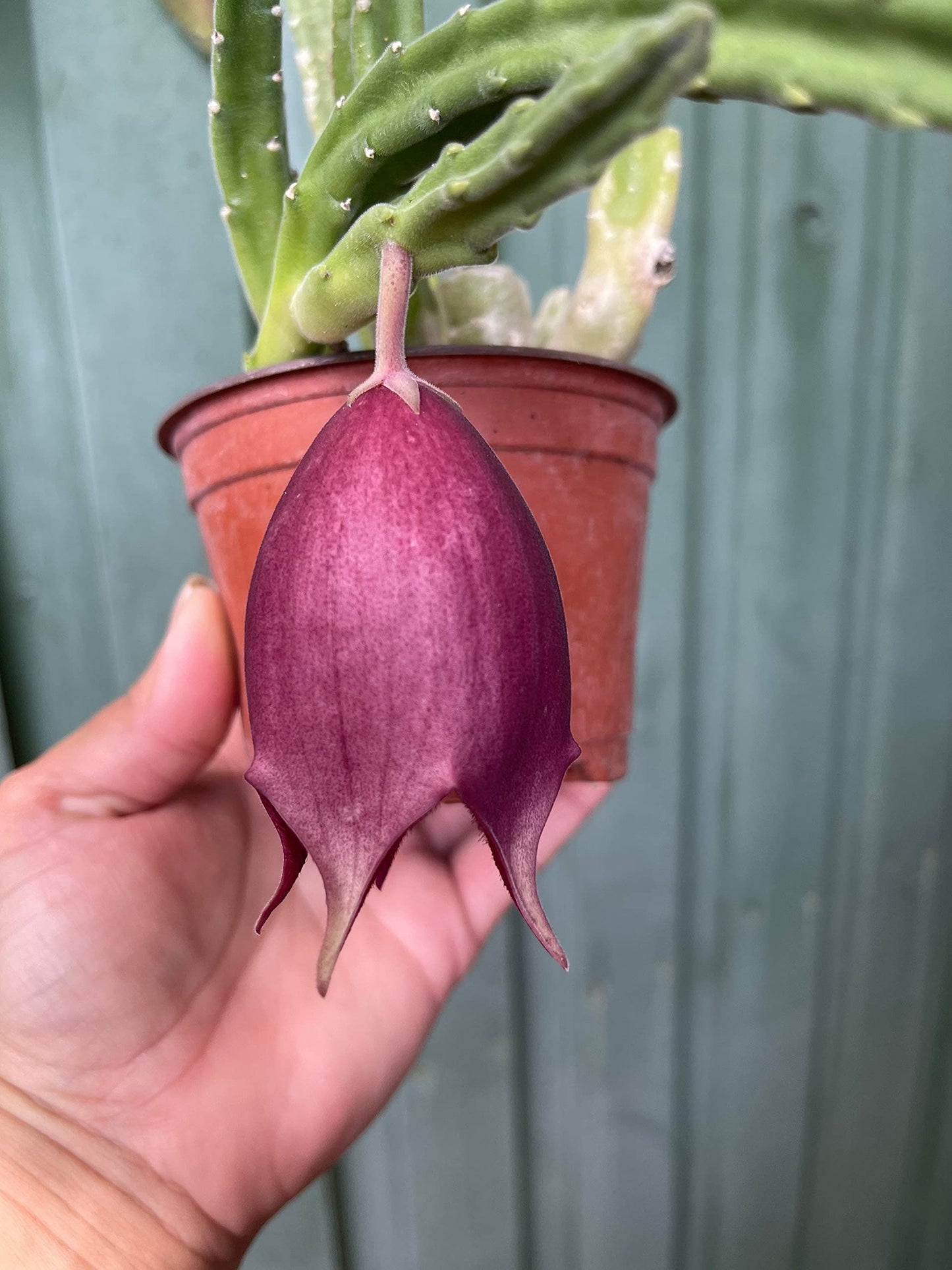 Stapelia leendertziae Black Bell Carrion Flower. Maroon Cup Starfish, huernia spp Black Bells