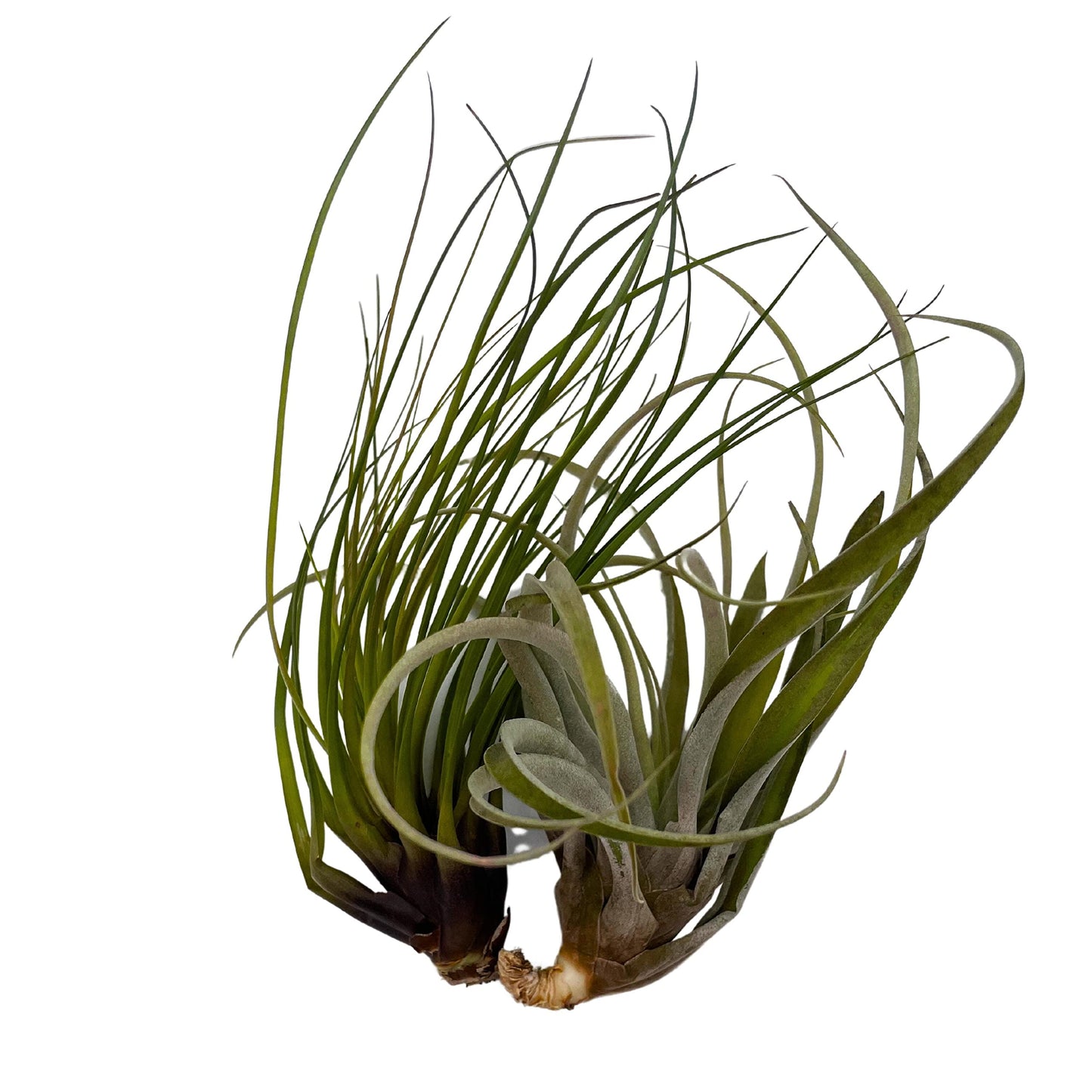 Large Tillandisa Assorment, Set of 2 Large-Sized Bare-Root airplants Ready to Mount and Grow