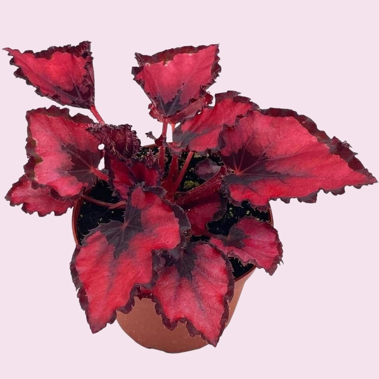 BubbleBlooms Harmony's Red Robin, Begonia Rex, Dark 4 inch Painted-Leaf Begonia, Unique Homegrown Exclusive, Variegated