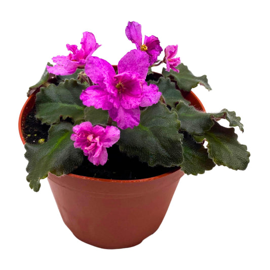 Harmony Foliage Ness Fantasy Gold African Violet Saintpaulia 4 inch