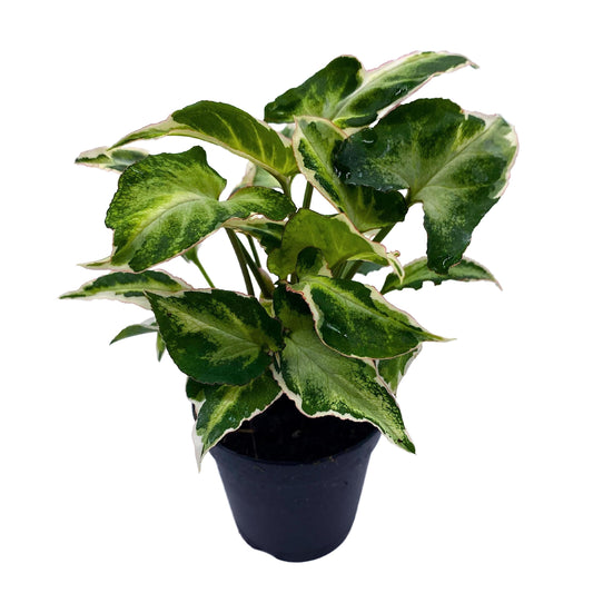 Starlite Syngonium, Zebrina, Raggedy Anne in 4 inch Pot