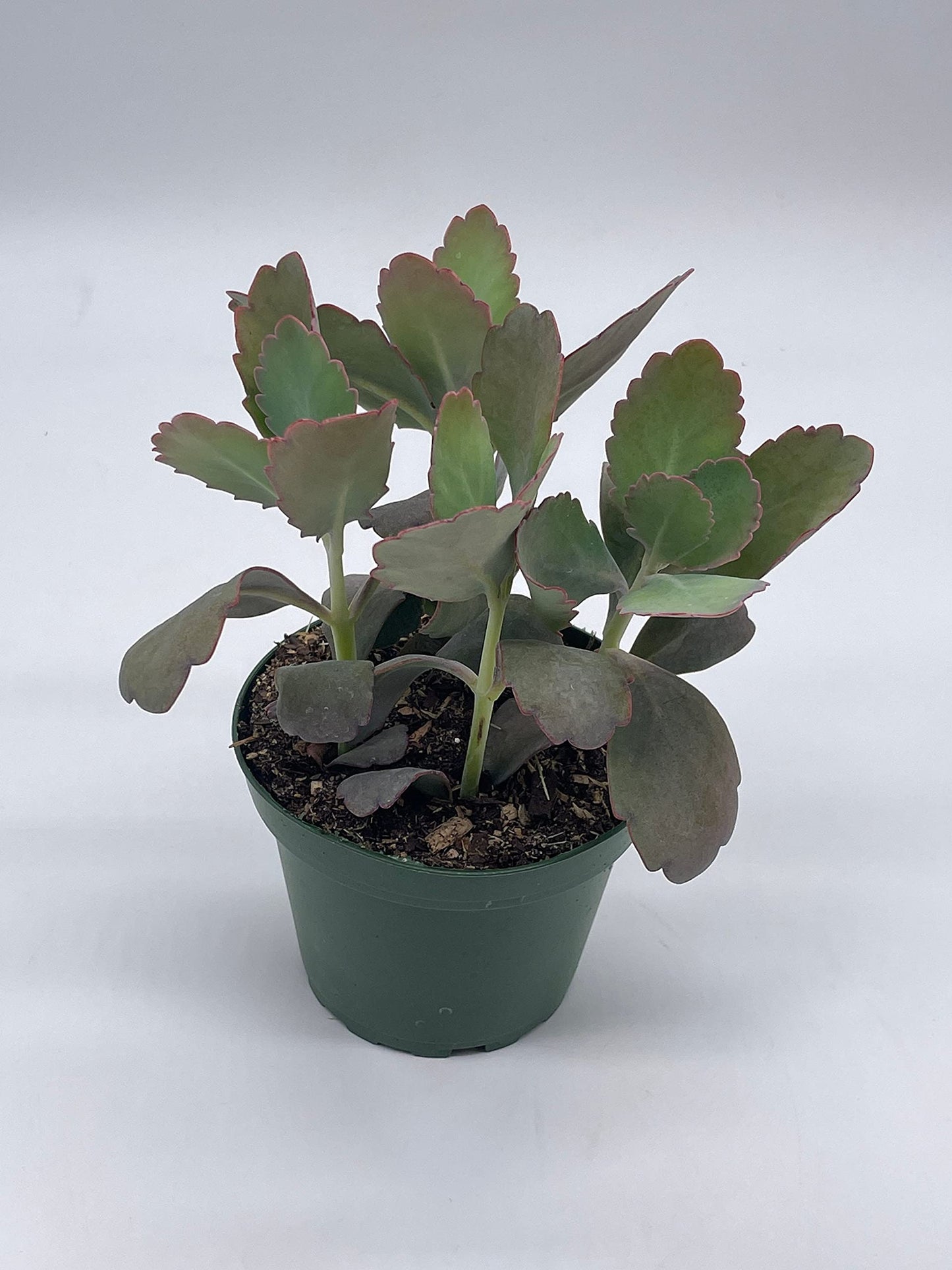 Kalanchoe Laxiflora, 4 inch, Milky widow's Thrill, Bryophyllum crenatum Baker