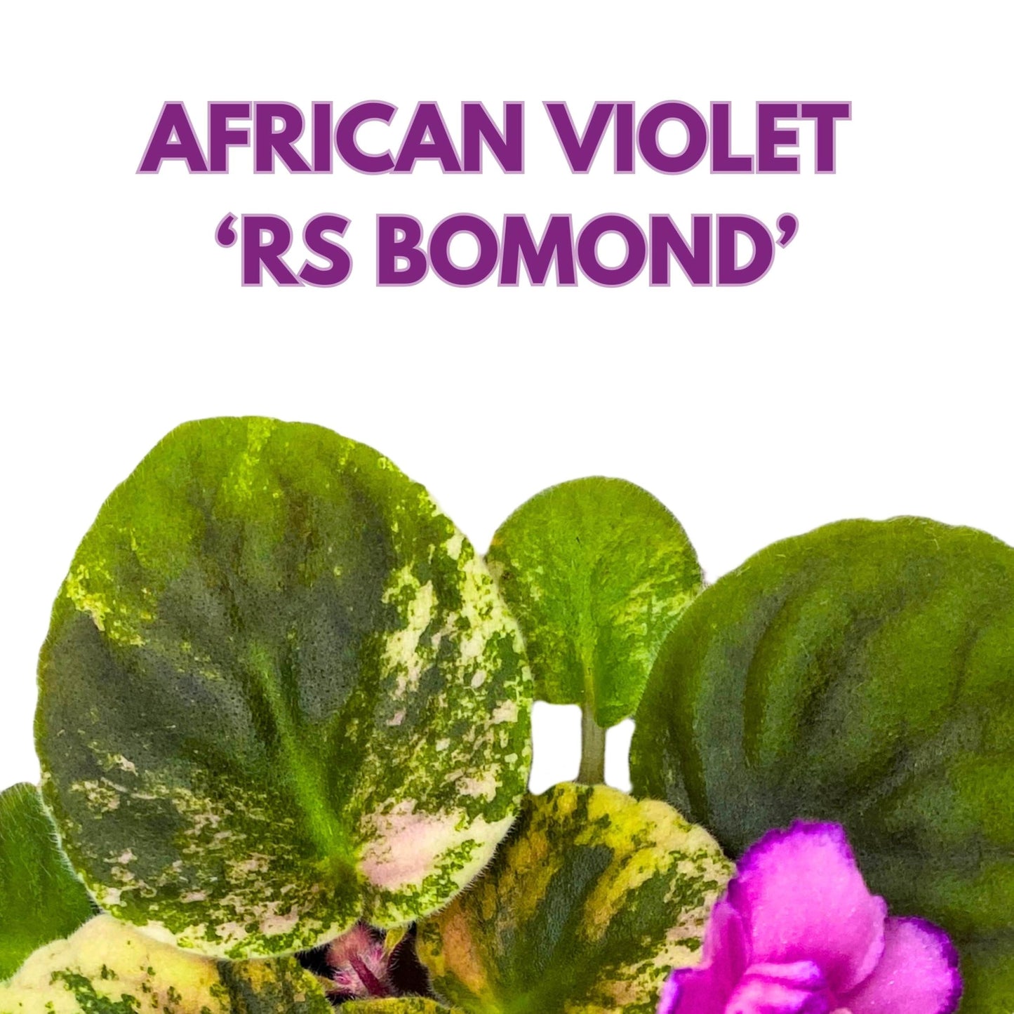 Harmony Foliage RS Bomond Variegated African Violet Saintpaulia 4 inch