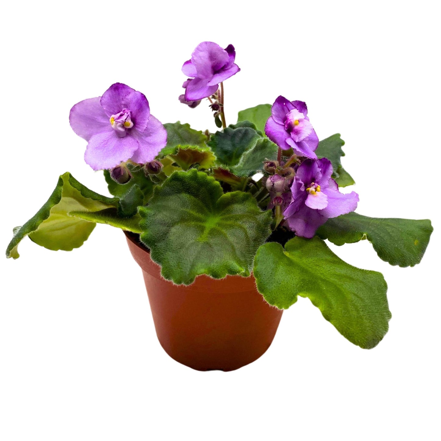 Harmony Foliage Cajun's Two to Tango African Violet Saintpaulia 4 inch