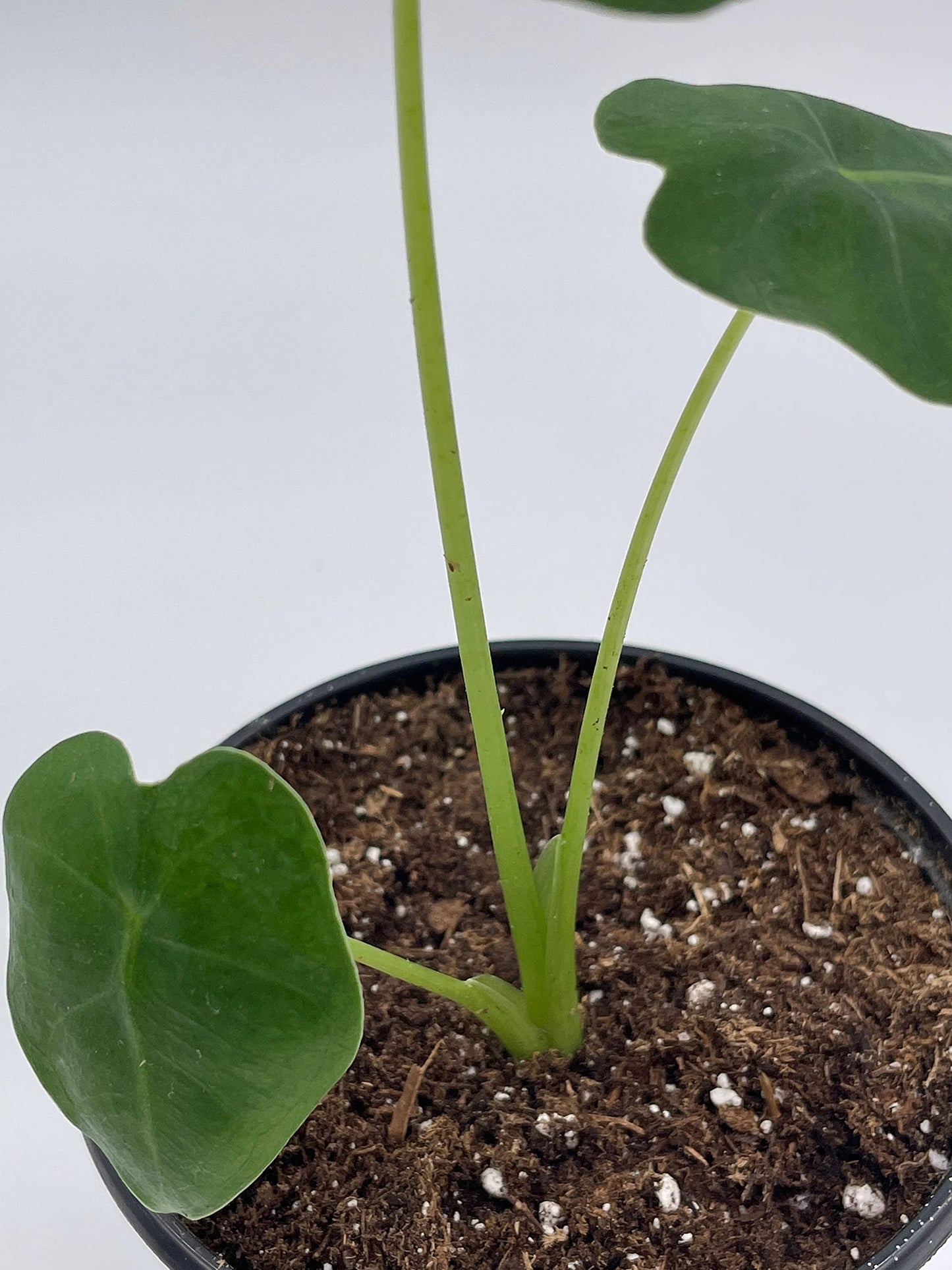 Green Velvet, Alocasia Frydek, Micholitziana, 4 inch, Live Rooted Potted Rare Succulent House Plant