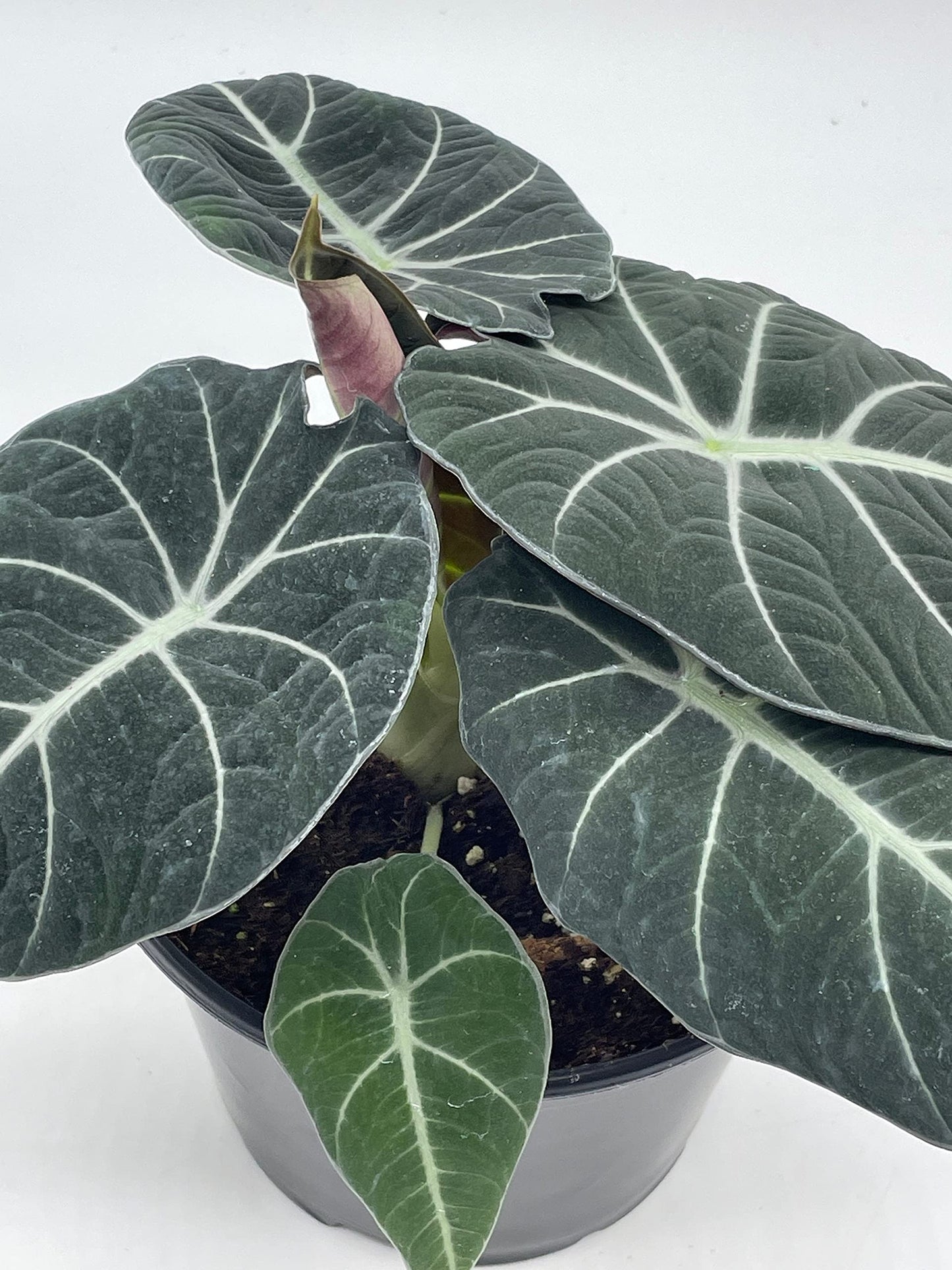 Alocasia Black Velvet in 6 inch Pot