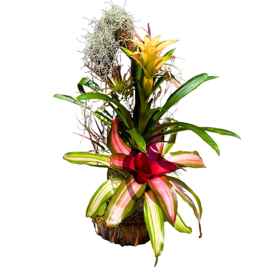 Bromeliad Tree, 24 inch, Air Plants on Wooden Totem Pole, Mounted Bromeliads