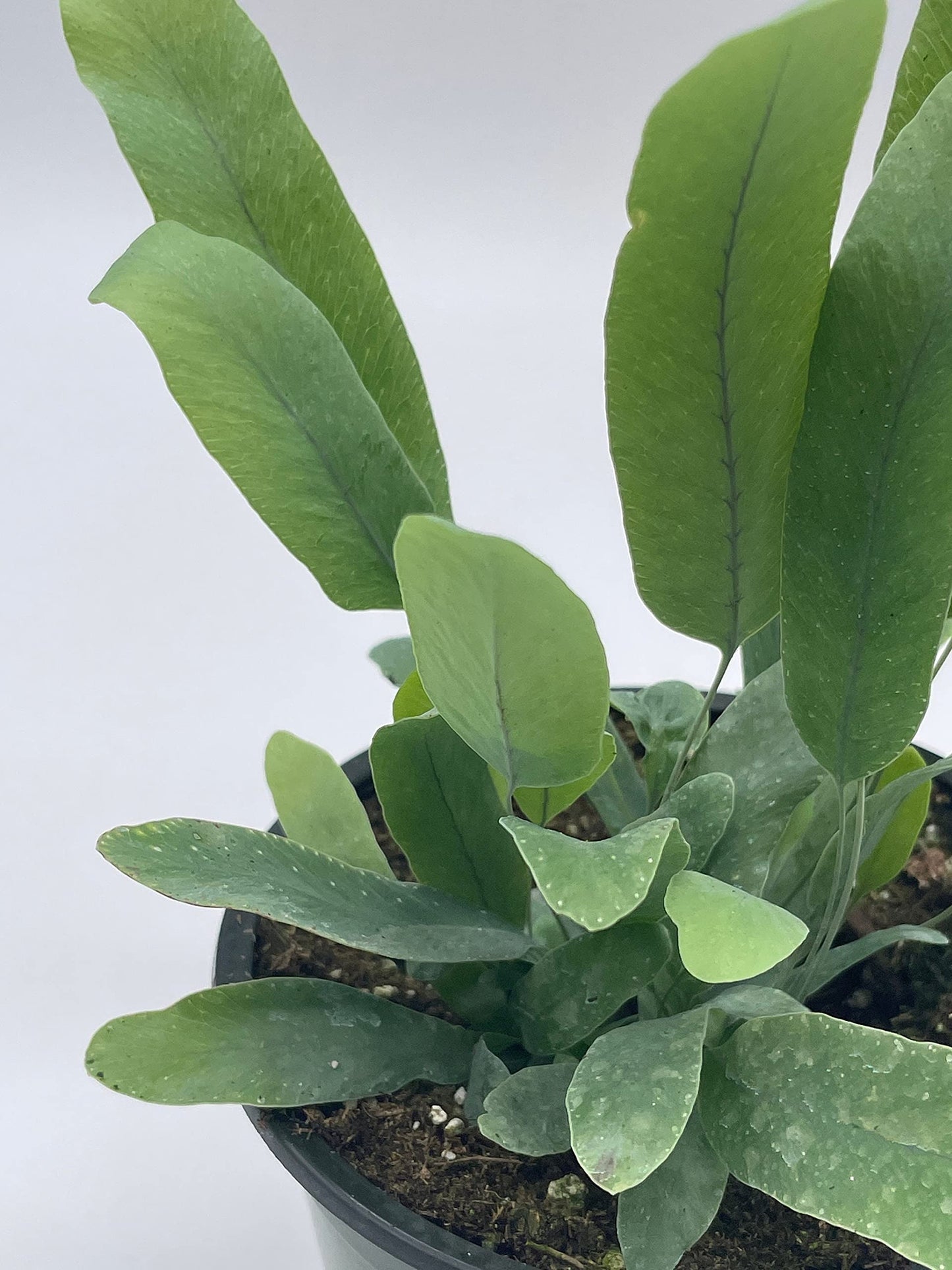 Phlebodium aureum, 4 inch, Tongue Fern, Rabbit's Foot Fern, Exotic Fern