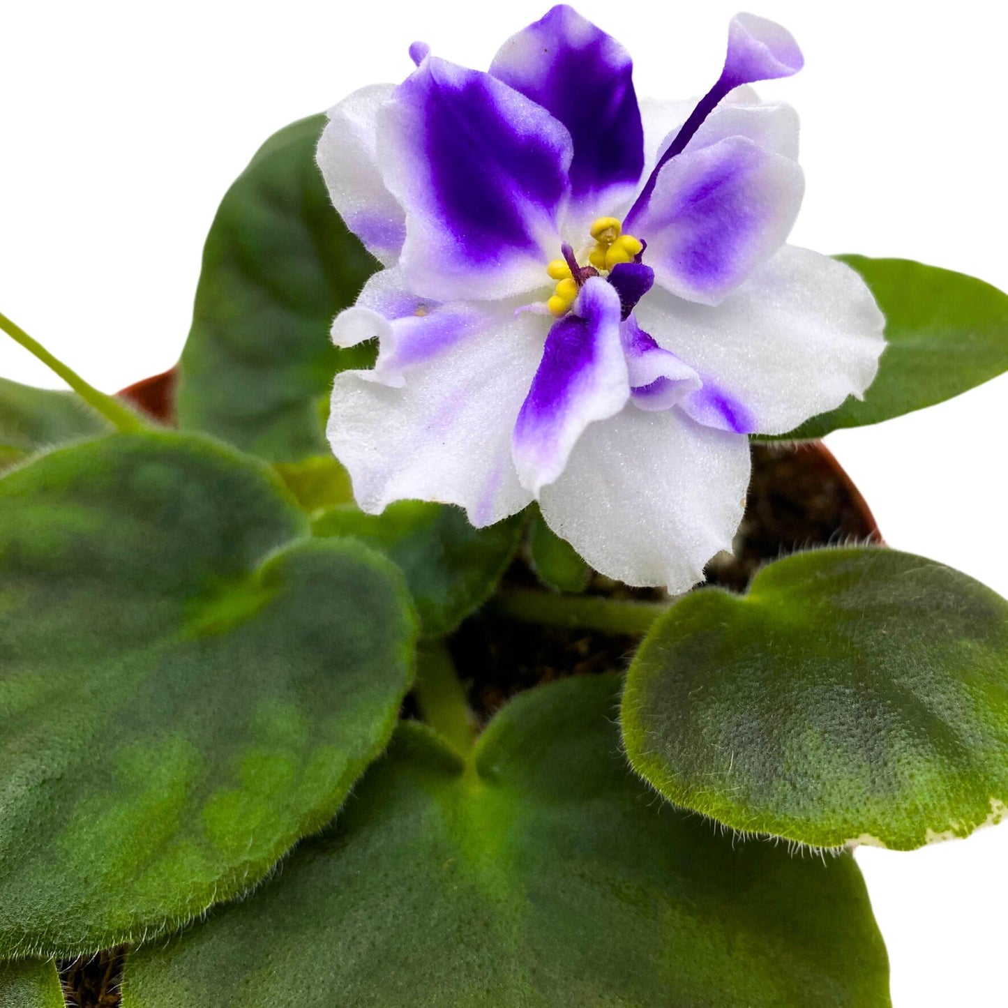 Harmony Foliage VaT Light in The Dark African Violet 4 inch