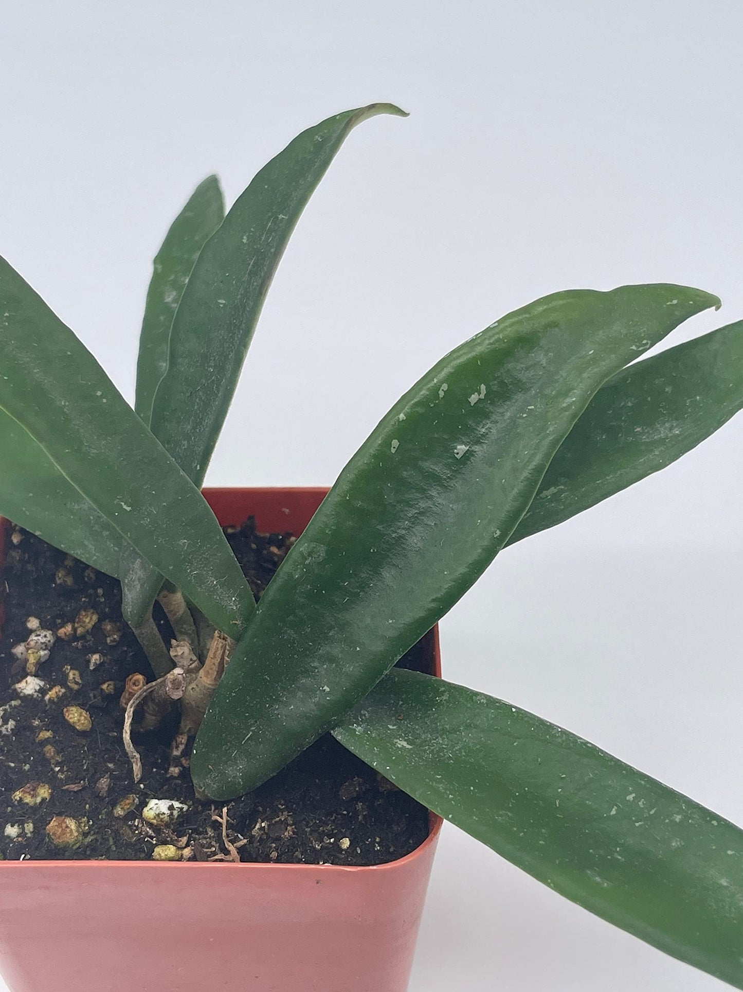 BubbleBlooms Hoya Minibelle Honey Plant, Freckles, Silver Splash Speckled Variegated Krinkle Wax Honeyplant, Extremely Rare Limited Supply Potted