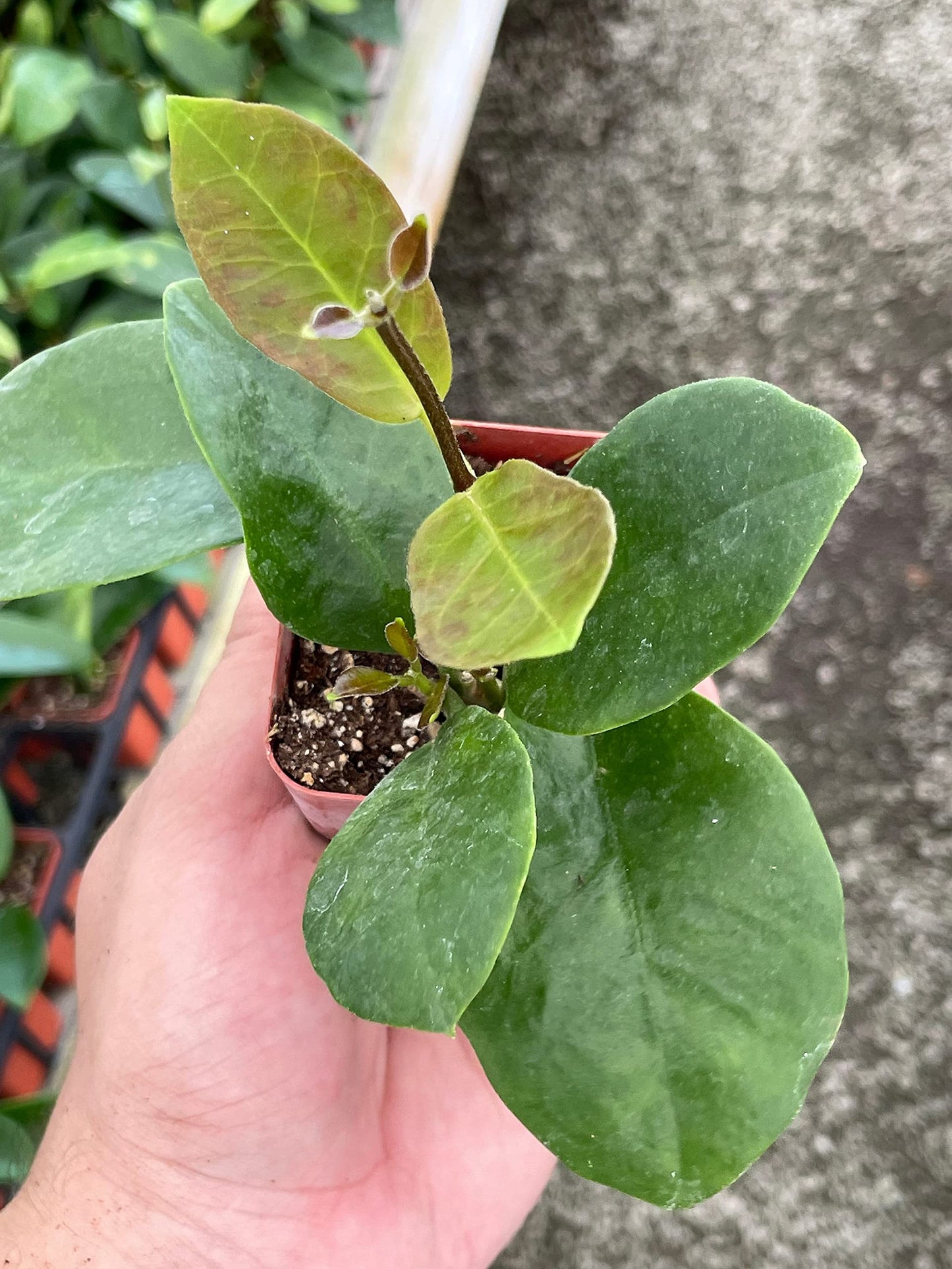 Hoya Australis, Samoan waxplant waxvine waxflower Wax Plant, Very Rare Limited Supply Exotic Live Succulent