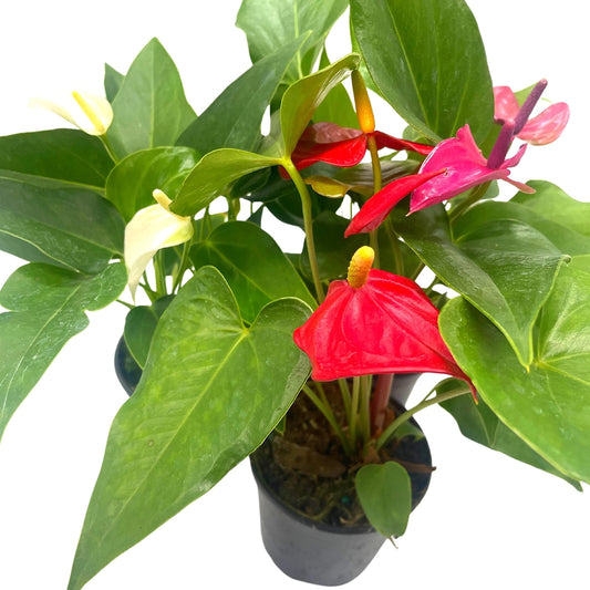 Colorful Anthurium Assortment, 4 inch Set of 3, Different Color Flowers, Red, White, Pink, Purple, Orange, Peppermint, and More