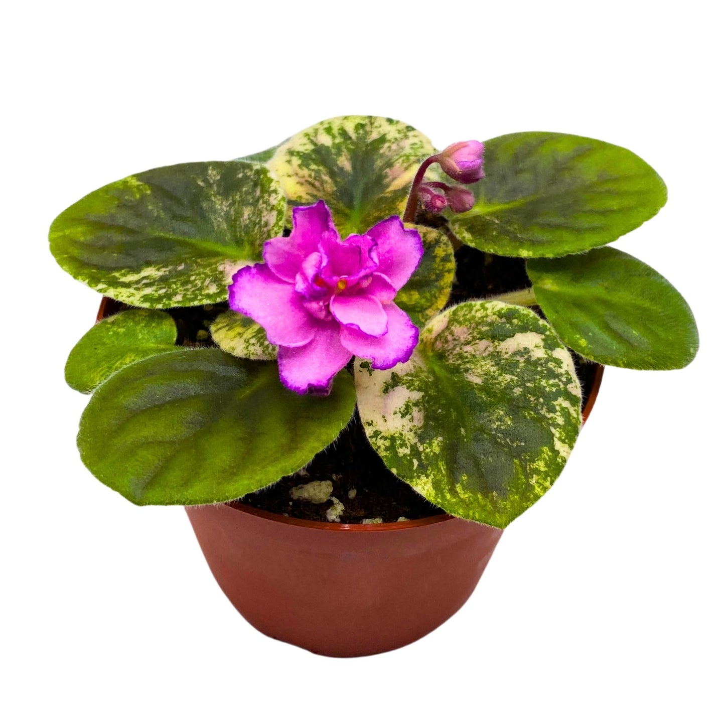 Harmony Foliage RS Bomond Variegated African Violet Saintpaulia 4 inch