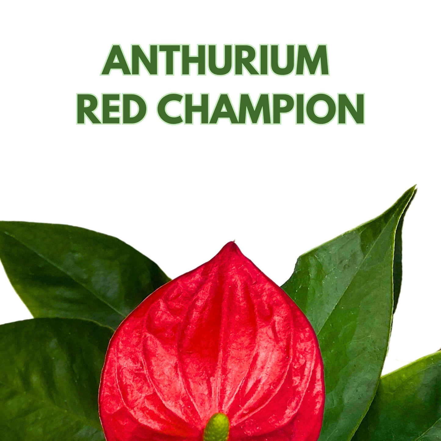 BubbleBlooms Anthurium Red Champion 2 inch Red Flower