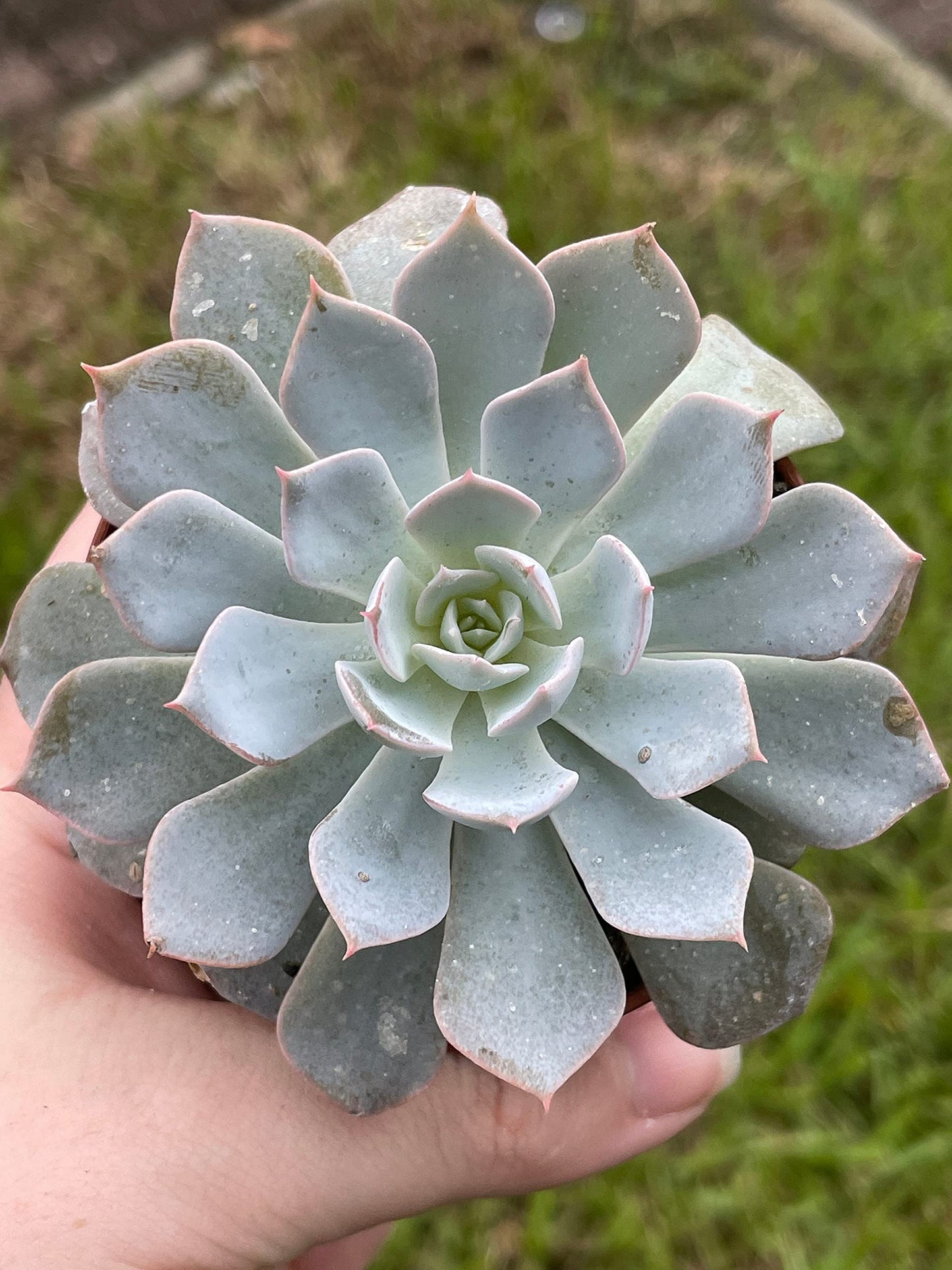 Echeveria peacockii, desmetiana, White Cloud in 3 inch Pot