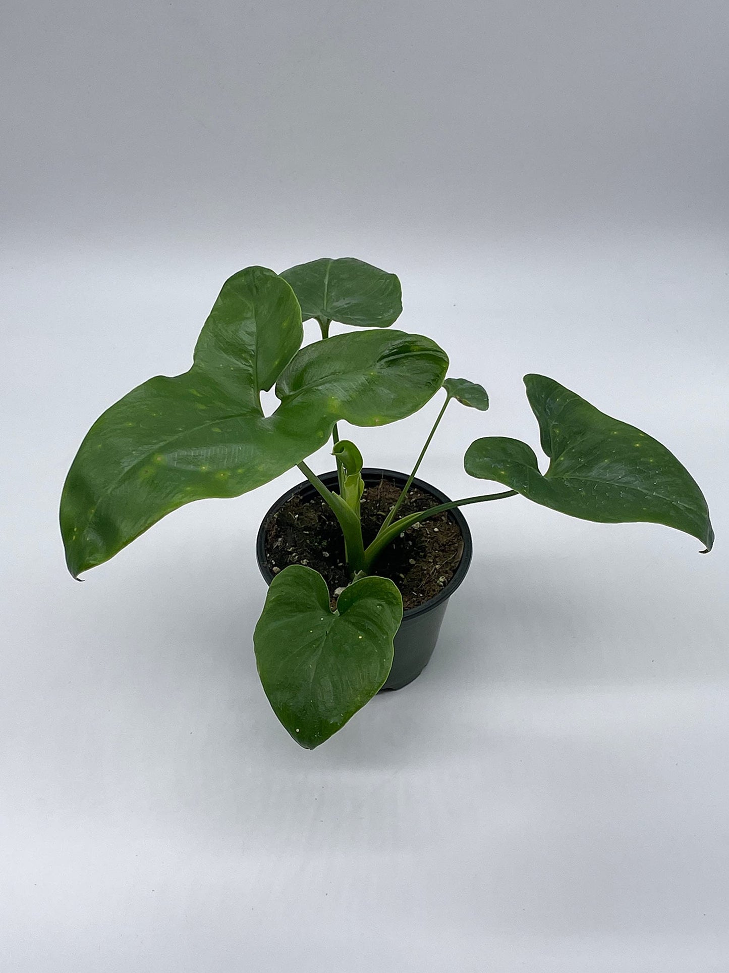 Philodendron Goeldii, 4 inch, Rare Gold Philo, Finger Leaf, Philodendron Fun Bun, Thaumatophyllum spruceanum