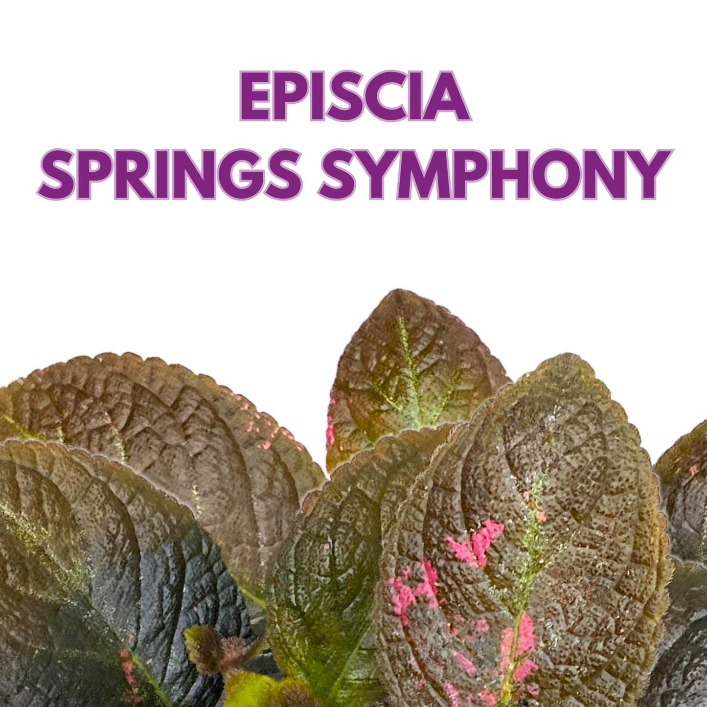 Harmony Foliage Episcia Spring's Symphony Flame Violet 6 inch