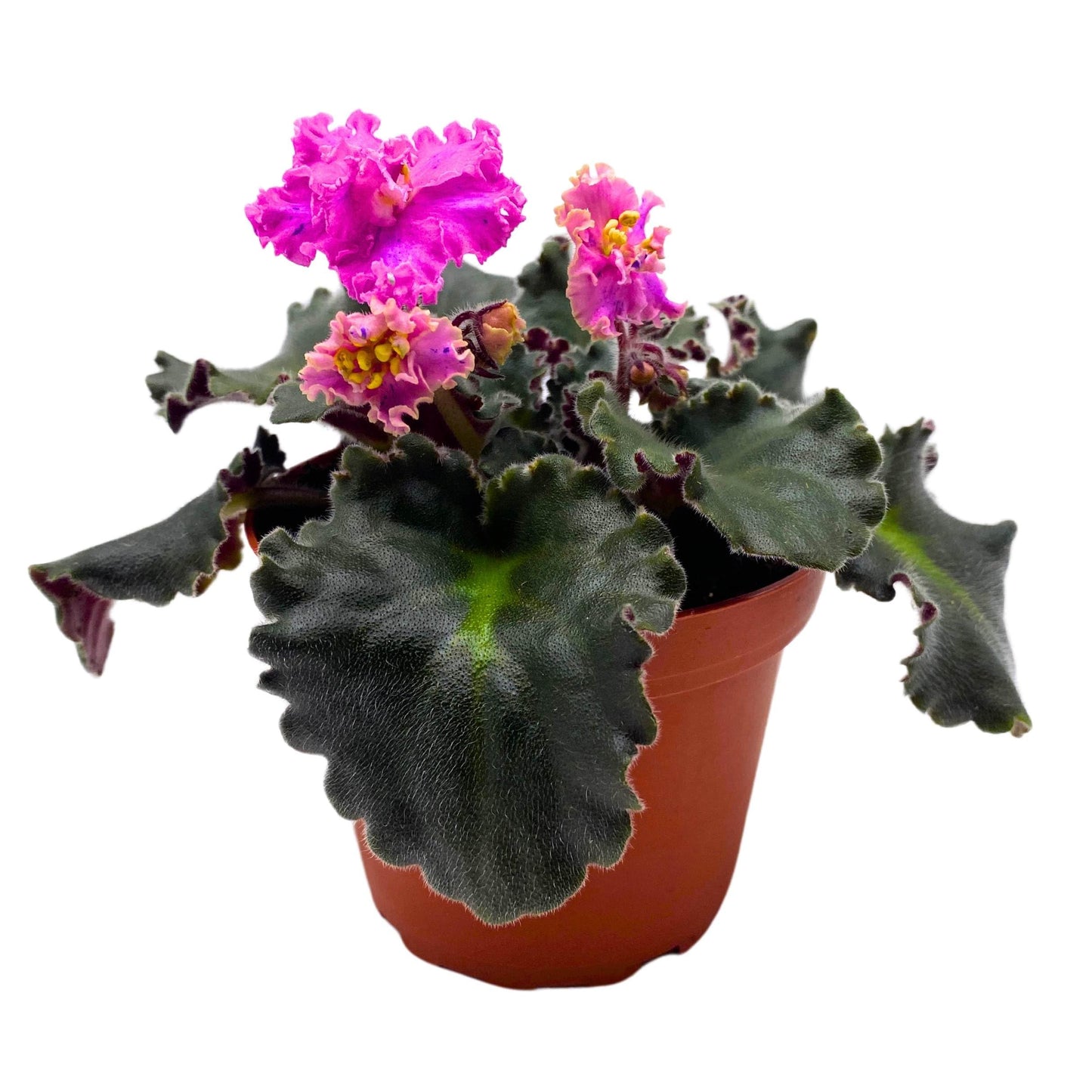 Harmony Foliage Harmony's Mustang Sally African Violet Saintpaulia 4 inch