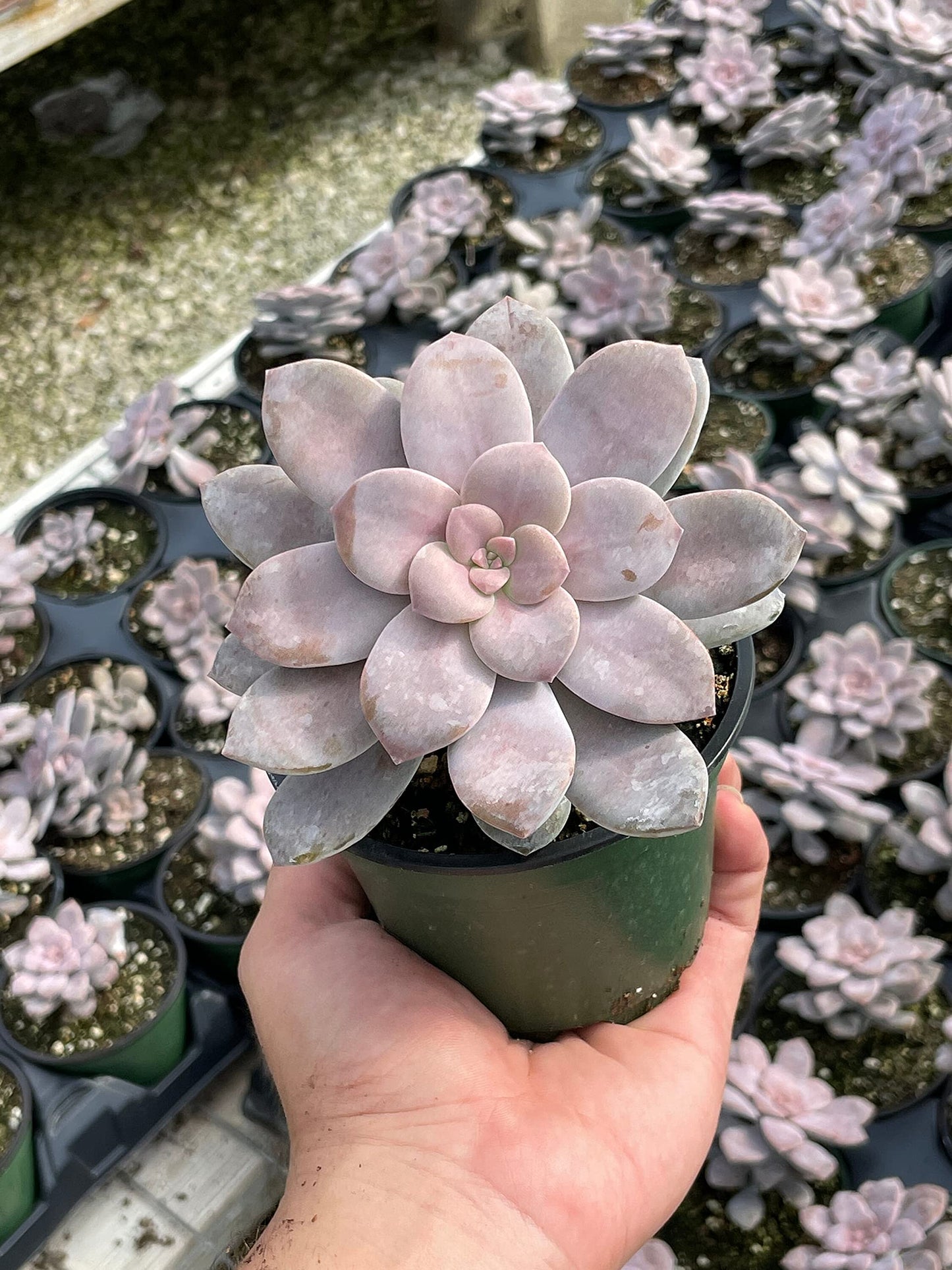 Superbum, Graptopetalum pentandrum subsp in a 4 inch Pot