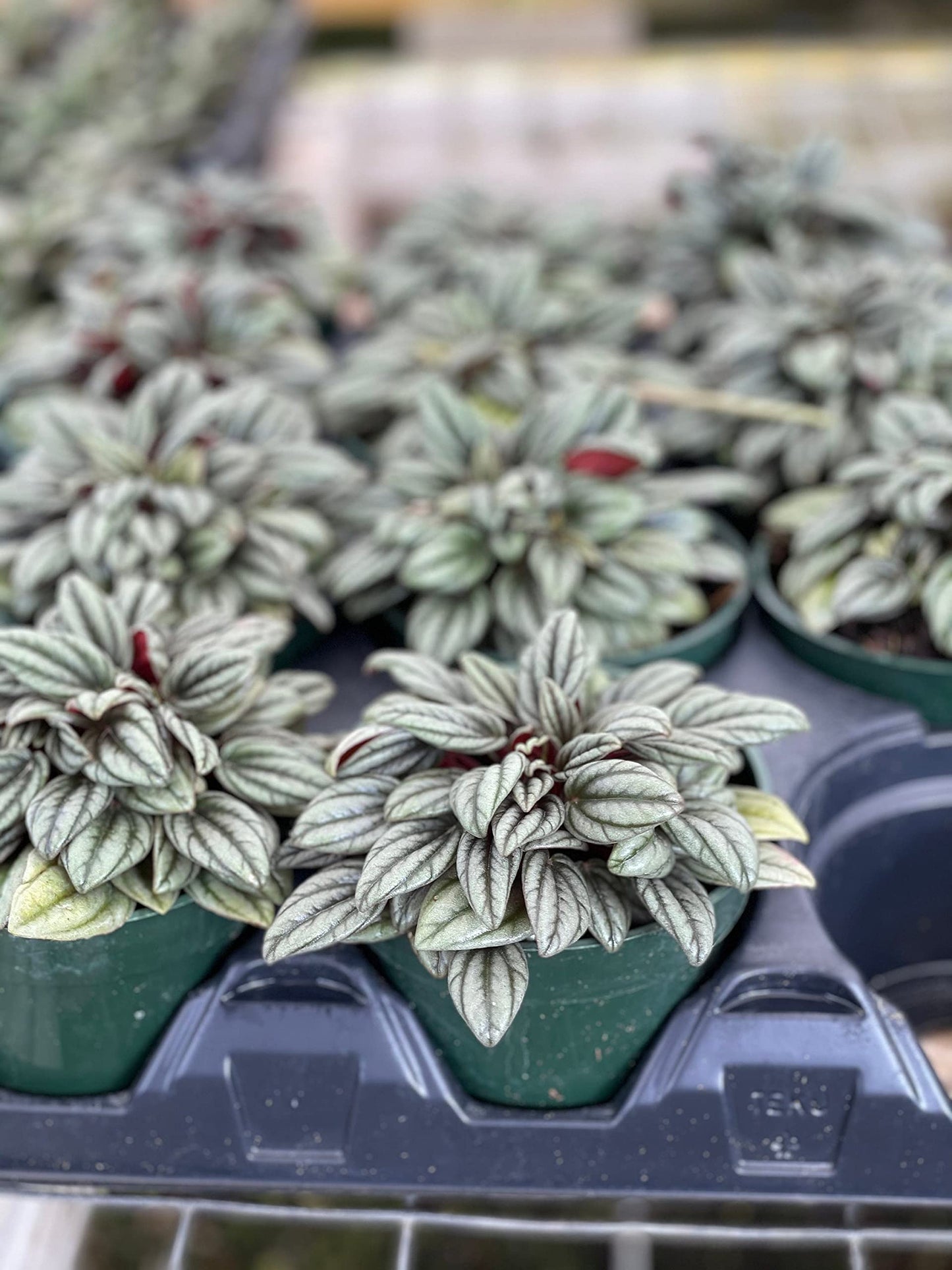 Peperomia Rosso albovittata, Piccolo Banda/Ivy Leaf Peperomia/Peperomia Piccolo Peacock/Peacock Peperomia