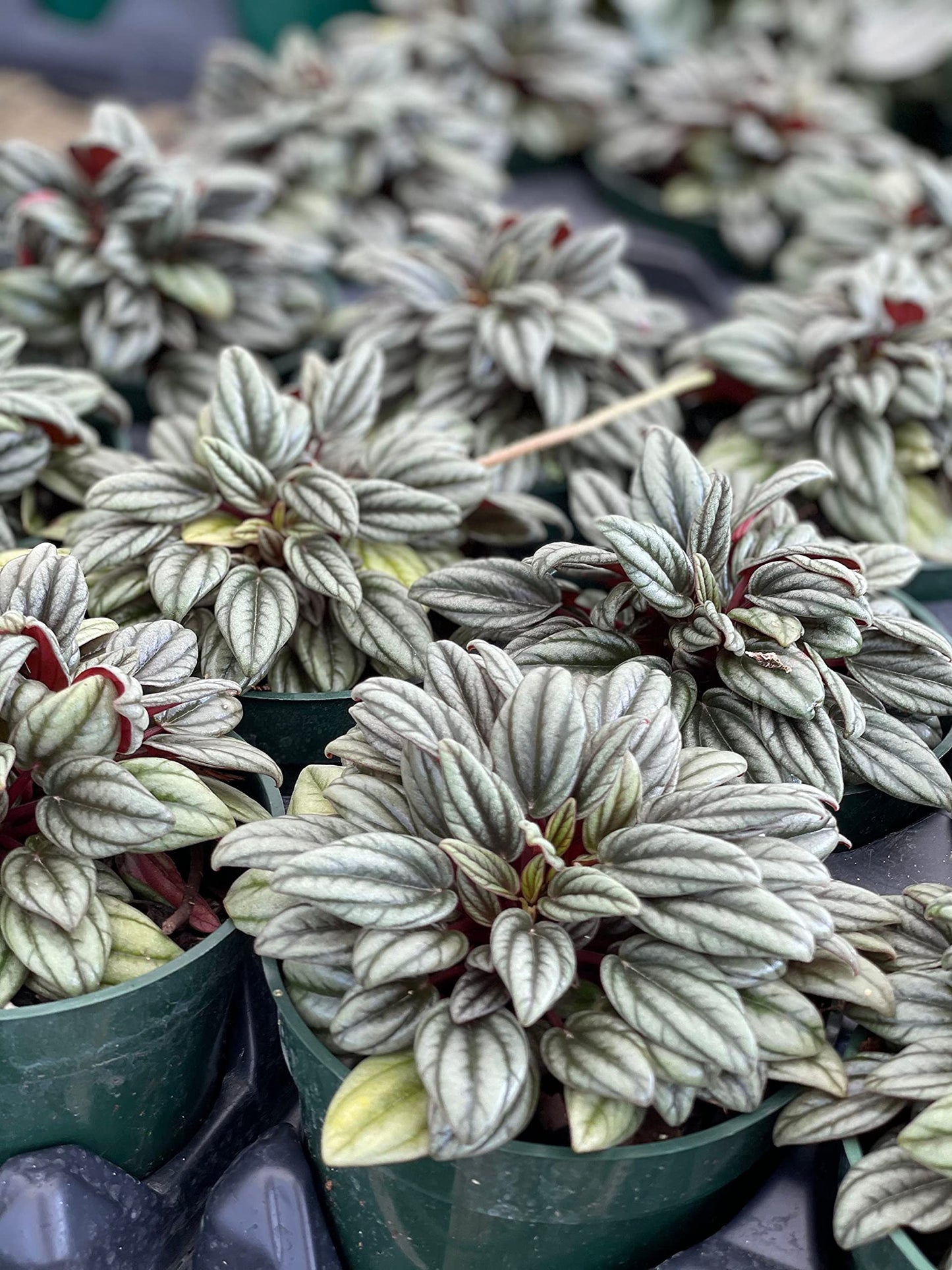 Peperomia Rosso albovittata, Piccolo Banda/Ivy Leaf Peperomia/Peperomia Piccolo Peacock/Peacock Peperomia