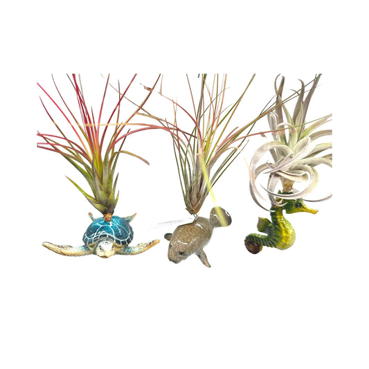 Tillandsia Planted in Hand Made Resin Sea Life Sculptures, Hanging Assorted Set of 3 Air Plants, Sea Horse, Turtle, Manatee