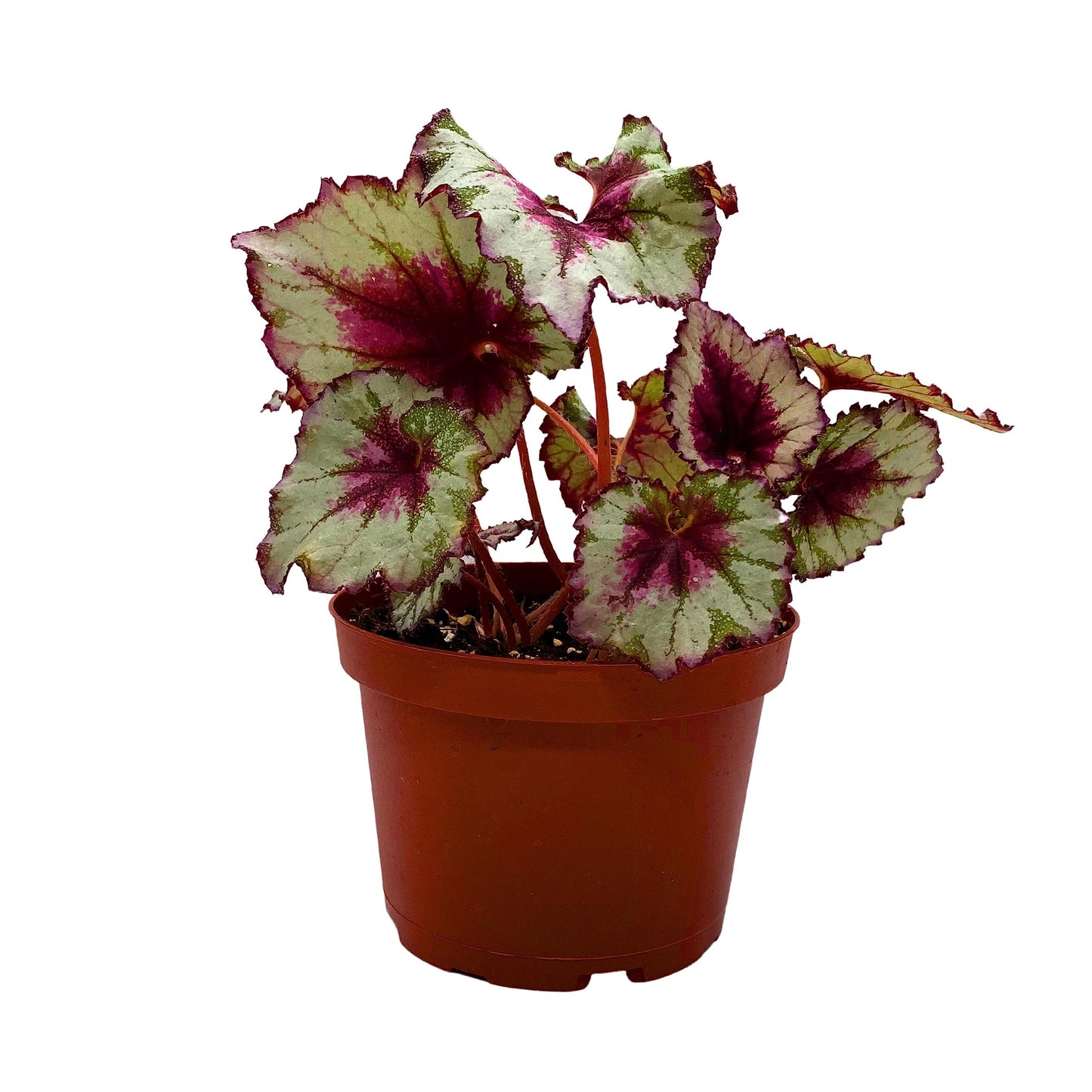Harmony's BubbleBlooms Peppermint Twist Begonia, Red and White Spiral Leaf, Begonia Rex in 6 inch Pot