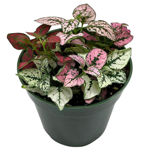 Polka-dot-Plant, Hypoestes phyllostachya, Tricolor, red Pink and White, Very Limited, in a 4 inch Pot Super Cute